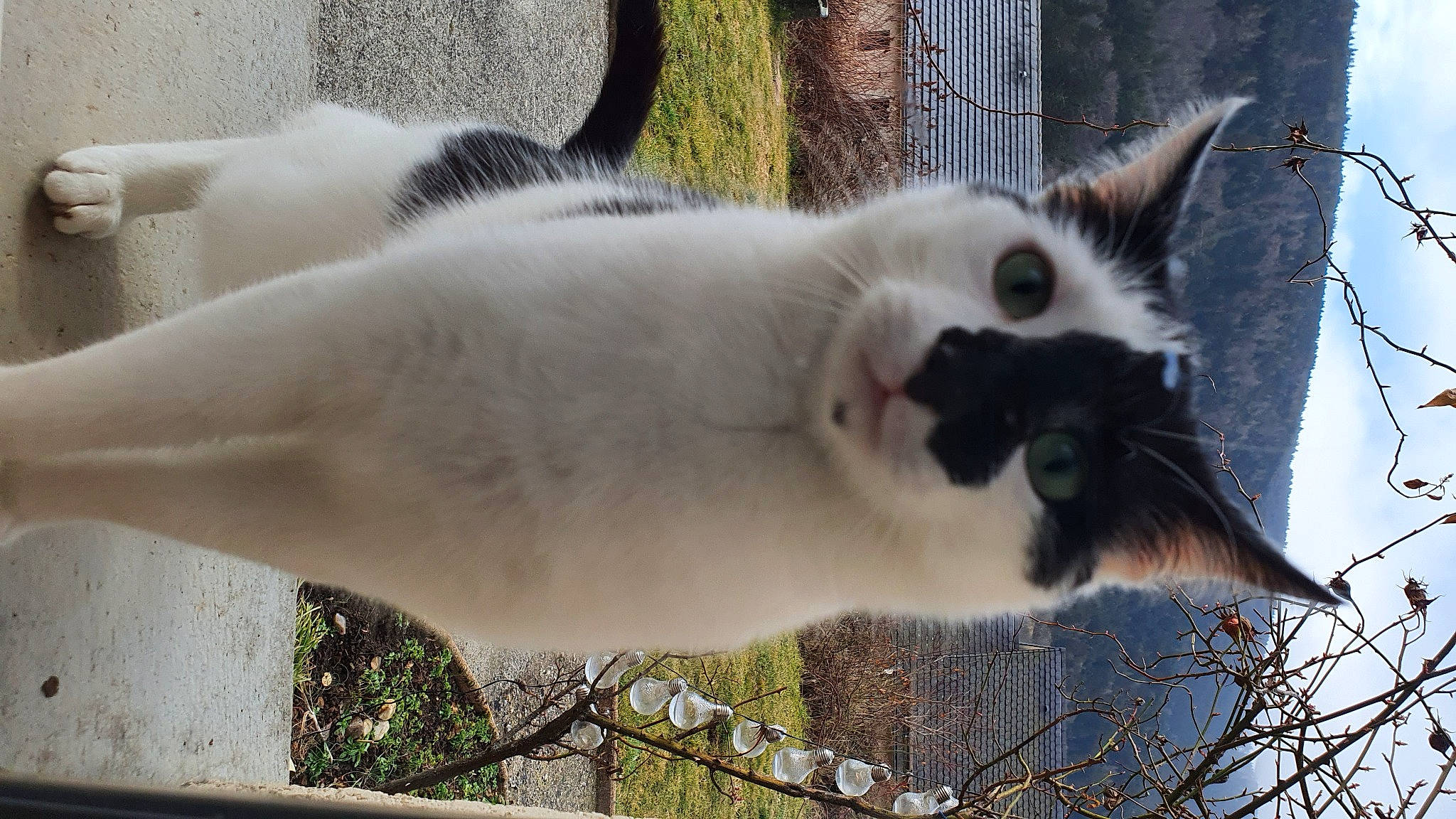 Rocky participe au concours pour gagner de l'argent avec cette photo : carnivore, cat, collar, domestic_short_haired_cat, fawn, felidae, fur, grass, small_to_medium_sized_cats, tail, terrestrial_animal, tree, twig, whiskers, window