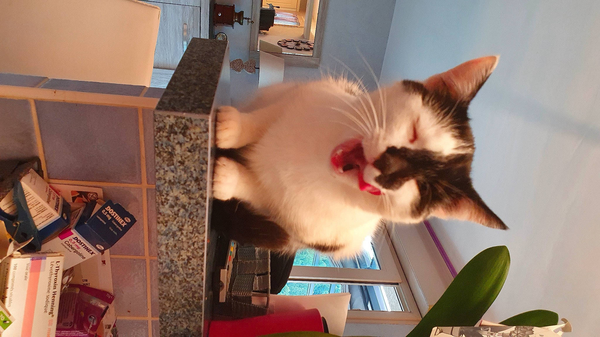 Rocky a rejoint le concours — aidez-le/la à gagner de superbes lots ! carnivore, cat, cat_supply, domestic_short_haired_cat, fang, felidae, fur, houseplant, paw, plant, room, small_to_medium_sized_cats, tail, whiskers