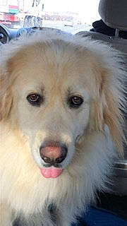 Brian joined the competition — help win amazing prizes! ancient_dog_breeds, canidae, carnivore, companion_dog, dog, dog_breed, golden_retriever, great_pyrenees, mammal, maremma_sheepdog, mucuchies, nose, rare_breed_dog, retriever, slovak_cuvac, small_greek_domestic_dog, snout, sporting_group, vertebrate, working_dog