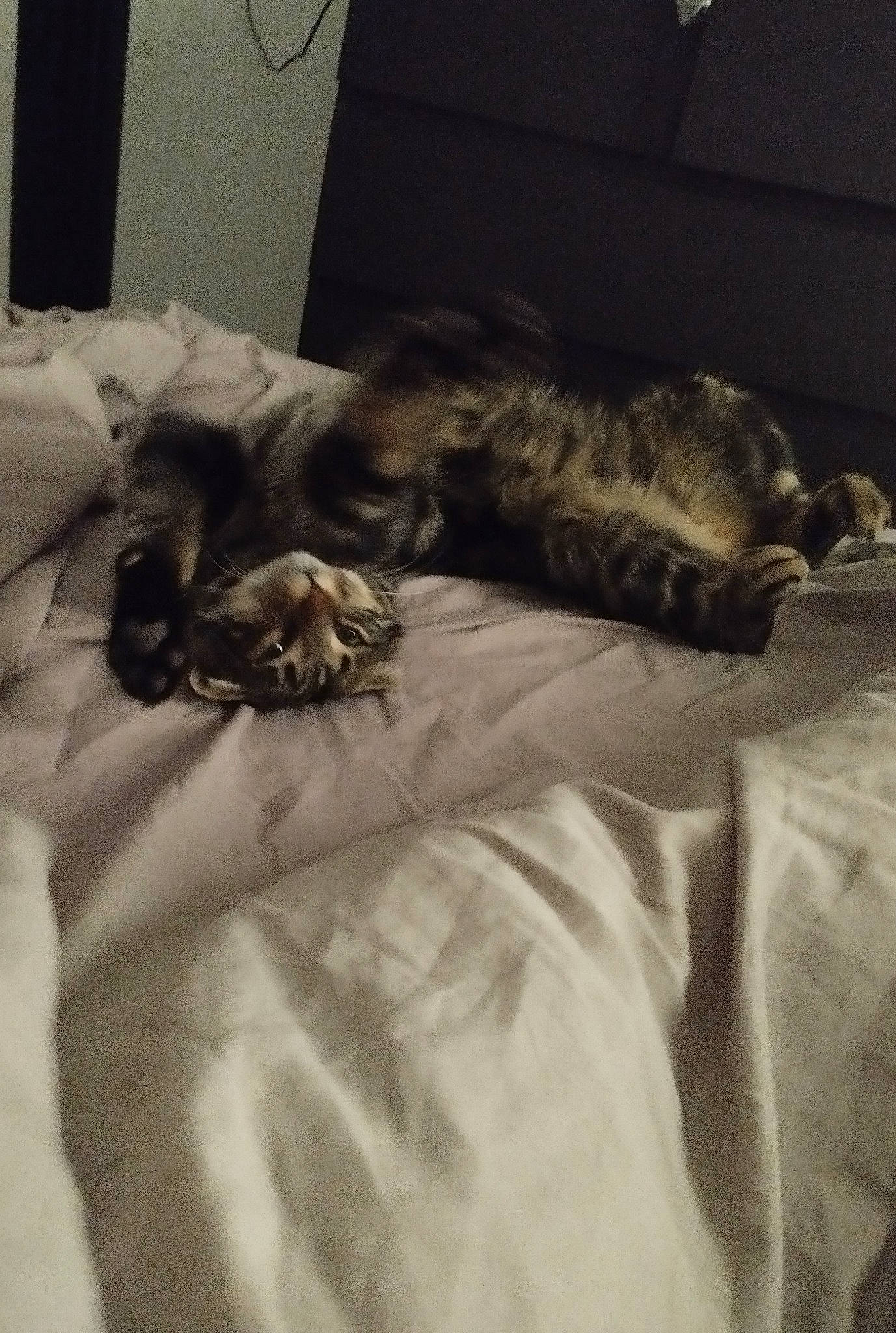 Chachou a rejoint le concours — aidez-le/la à gagner de superbes lots ! bed, bedding, canidae, carnivore, cat, comfort, companion_dog, dog_breed, domestic_short_haired_cat, duvet, felidae, fur, grey, linens, monochrome, small_to_medium_sized_cats, sporting_group, tail, textile, whiskers