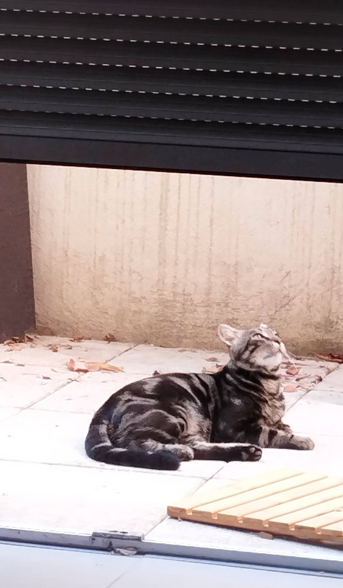 Chachou a rejoint le concours — aidez-le/la à gagner de superbes lots ! carnivore, cat, comfort, companion_dog, dog_breed, fawn, felidae, floor, flooring, grey, mammal, small_to_medium_sized_cats, snout, tail, terrestrial_animal, tints_and_shades, vertebrate, whiskers, window, wood