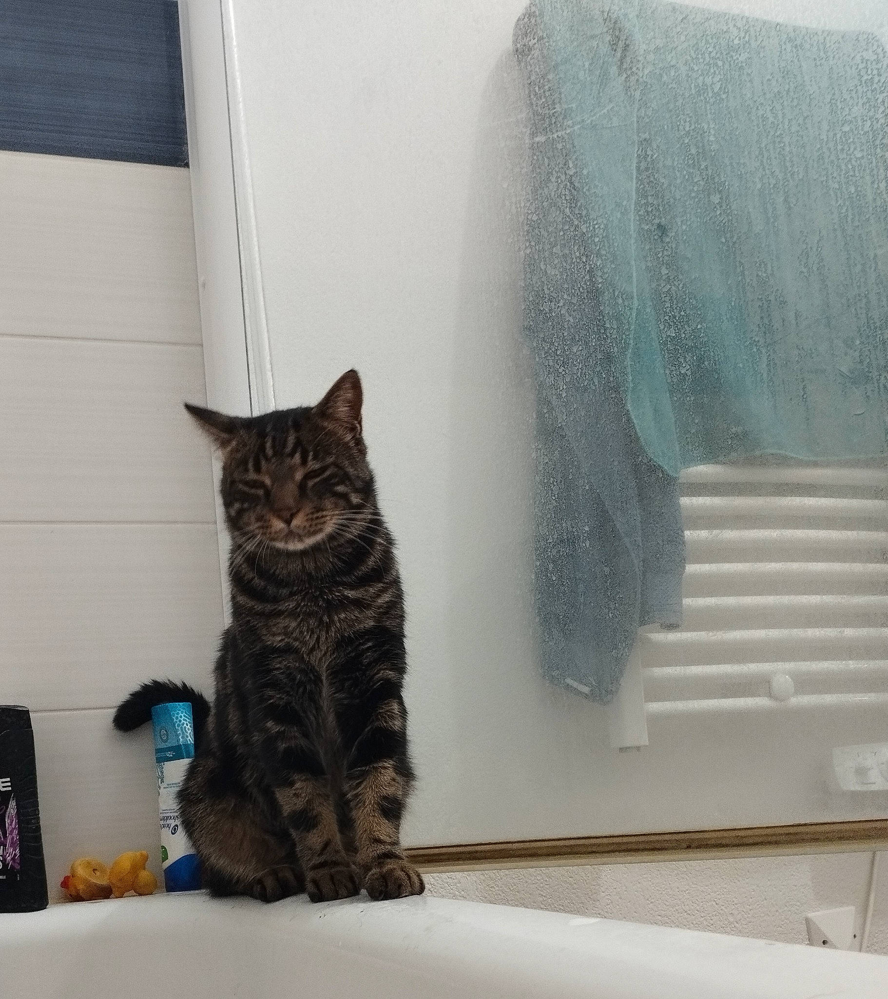 Chachou participe au concours pour gagner de l'argent avec cette photo : carnivore, cat, cat_supply, comfort, domestic_short_haired_cat, felidae, floor, flooring, fur, grey, hardwood, linens, room, small_to_medium_sized_cats, tail, wall, whiskers, window, window_treatment, wood