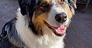 Lanka a rejoint le concours — aidez-le/la à gagner de superbes lots ! australian_shepherd, dog, fluffy, fur, garden, grass, happy, harness, leash, outdoor, patio, pet, plants, portrait, potted_plants, sitting, smiling, sunlight, table, tricolor