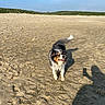 Lanka a rejoint le concours — aidez-le/la à gagner de superbes lots ! animal, beach, black_fur, blue_sky, brown_fur, coast, dog, fluffy, happy, long_hair, nature, outdoors, pet, sand, shadow, shoreline, standing, sunlight, tricolor, white_fur