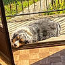 Lanka a rejoint le concours — aidez-le/la à gagner de superbes lots ! black, brown, dog, doorway, eyes, face, fluffy, garden, lying_down, outdoor, patio, portrait, puppy, railing, resting, shadows, sunlight, tiles, tricolor, white