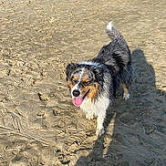 Lanka participe au concours pour gagner de l'argent avec cette photo : animal, beach, black_and_white_fur, brown_fur, coastal, dog, fluffy, happy, long_hair, outdoors, paw_prints, pet, portrait, sand, shadow, standing, sunlight, tail, tongue_out, walking