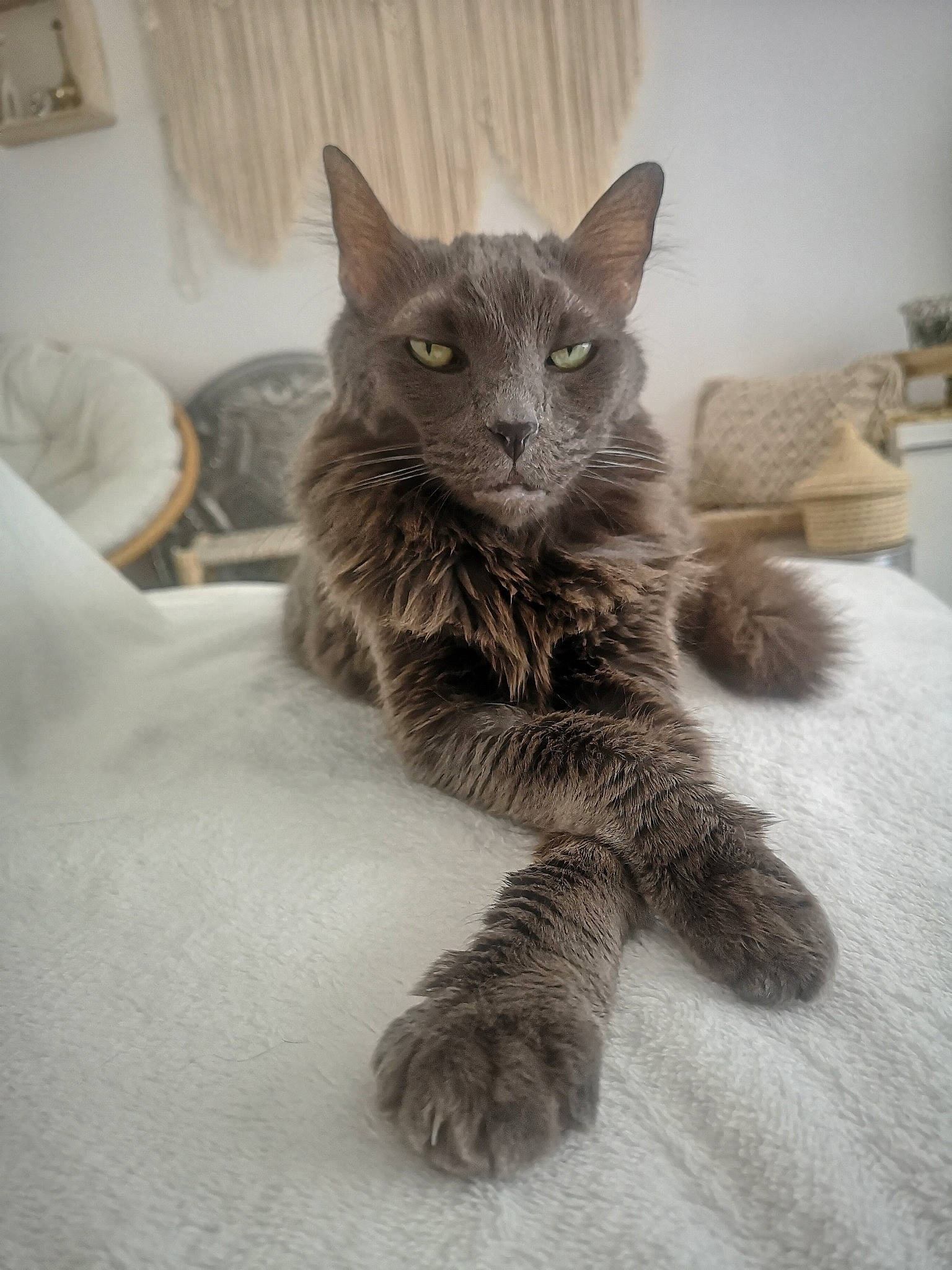 Geisha a rejoint le concours — aidez-le/la à gagner de superbes lots ! asian, carnivore, cat, domestic_short_haired_cat, european_shorthair, felidae, fur, kitten, maine_coon, mammal, nebelung, norwegian_forest_cat, oriental_longhair, paw, polydactyl_cat, russian_blue, small_to_medium_sized_cats, snout, tabby_cat, whiskers
