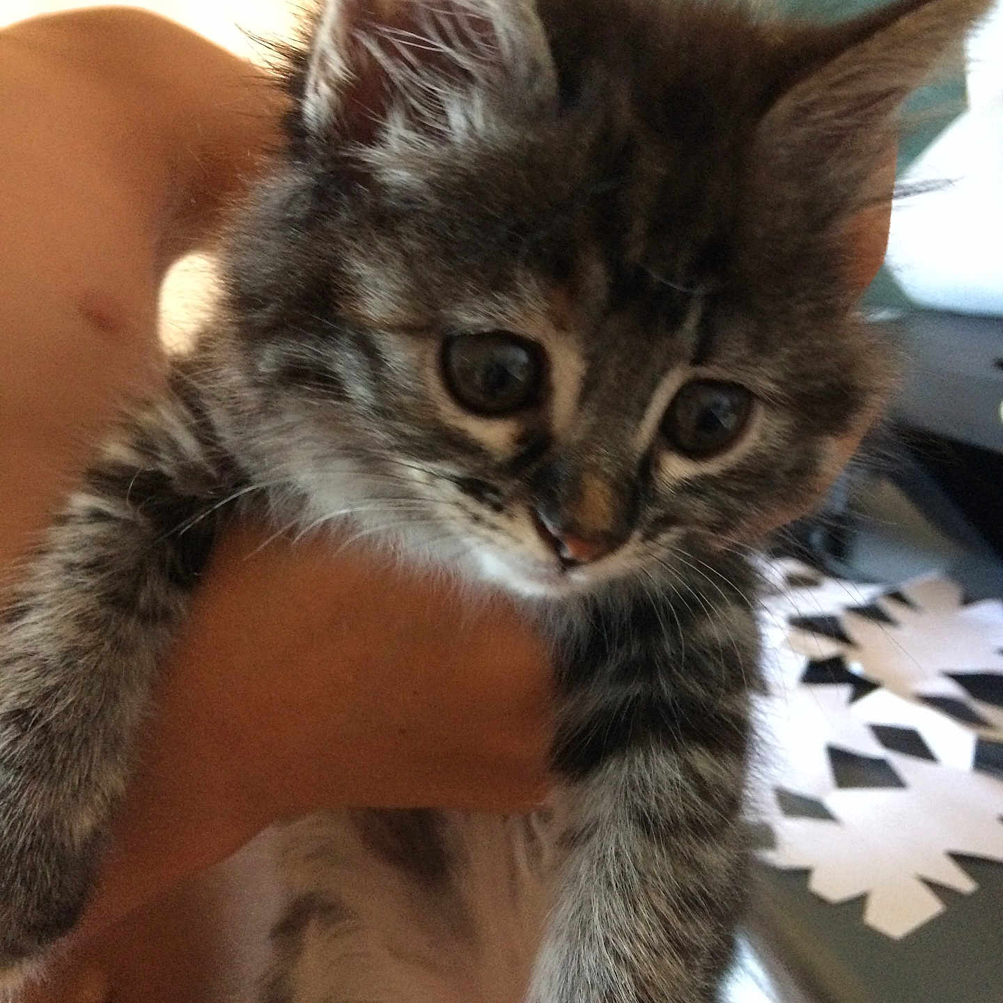 Nounou participe au concours pour gagner de l'argent avec cette photo : abyssinian, animal, brasssection, cat, horn, kitten, manx, musicalinstrument, pet