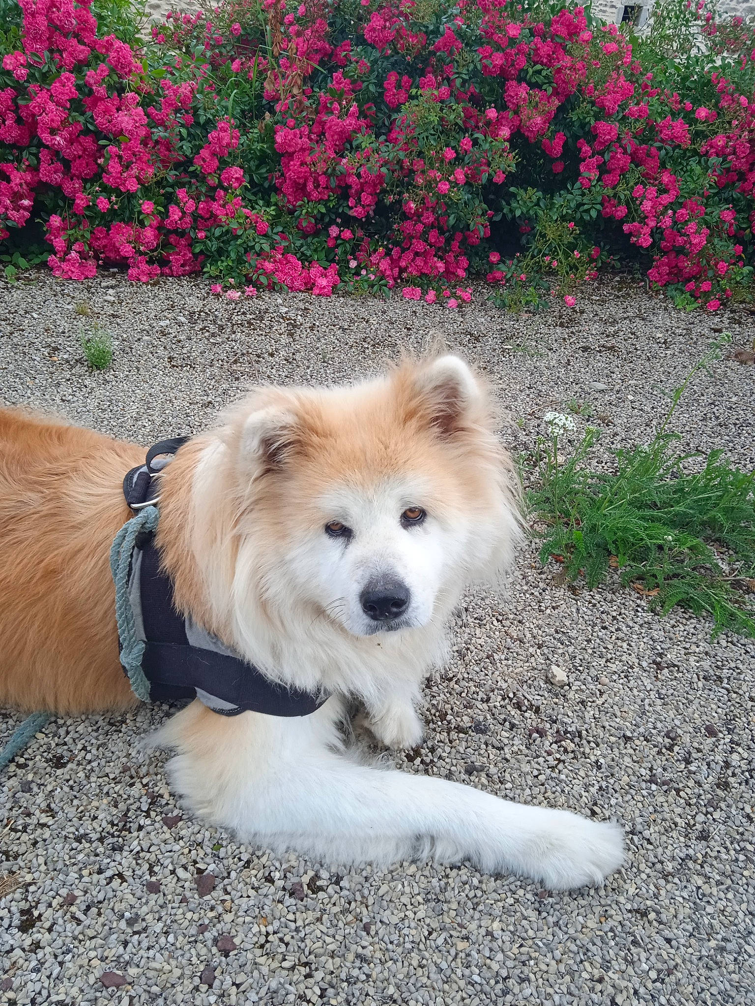 Akina a rejoint le concours — aidez-le/la à gagner de superbes lots ! canidae, carnivore, collar, companion_dog, dog, dog_breed, dog_collar, dog_supply, fawn, flower, german_spitz_mittel, grass, plant, road_surface, sidewalk, snout, spitz, sporting_group, tree, working_dog
