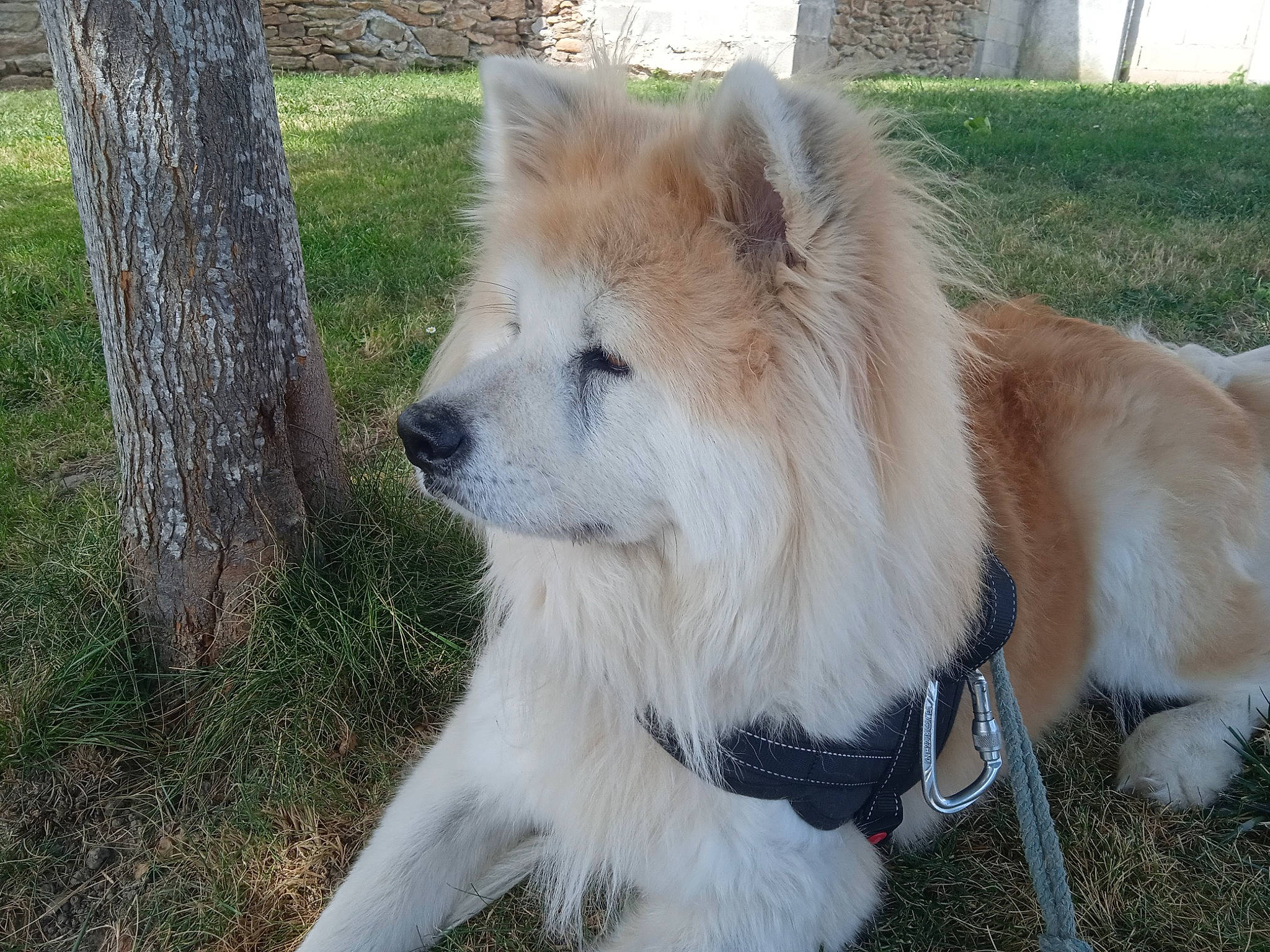 Akina a rejoint le concours — aidez-le/la à gagner de superbes lots ! ancient_dog_breeds, canidae, carnivore, collar, companion_dog, dog, dog_breed, fawn, fur, grass, plant, snout, sporting_group, tail, terrestrial_animal, tree, trunk, whiskers, working_animal, working_dog