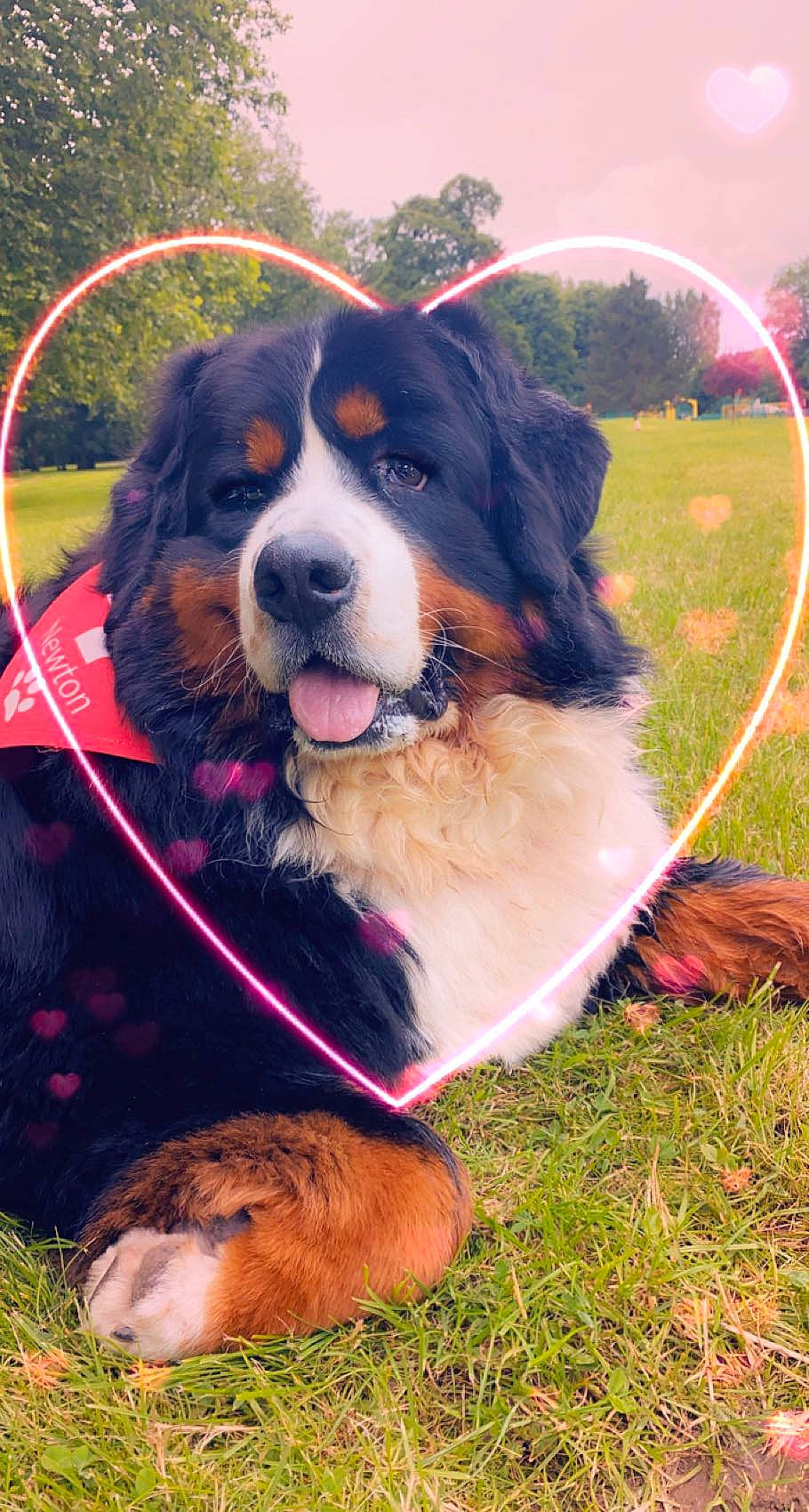 Newton participe au concours pour gagner de l'argent avec cette photo : bernese_mountain_dog, canidae, carnivore, collar, companion_dog, dog, dog_breed, dog_collar, dog_supply, fashion_accessory, grass, leash, mammal, pet_supply, plant, sky, snout, sporting_group, tree, vertebrate