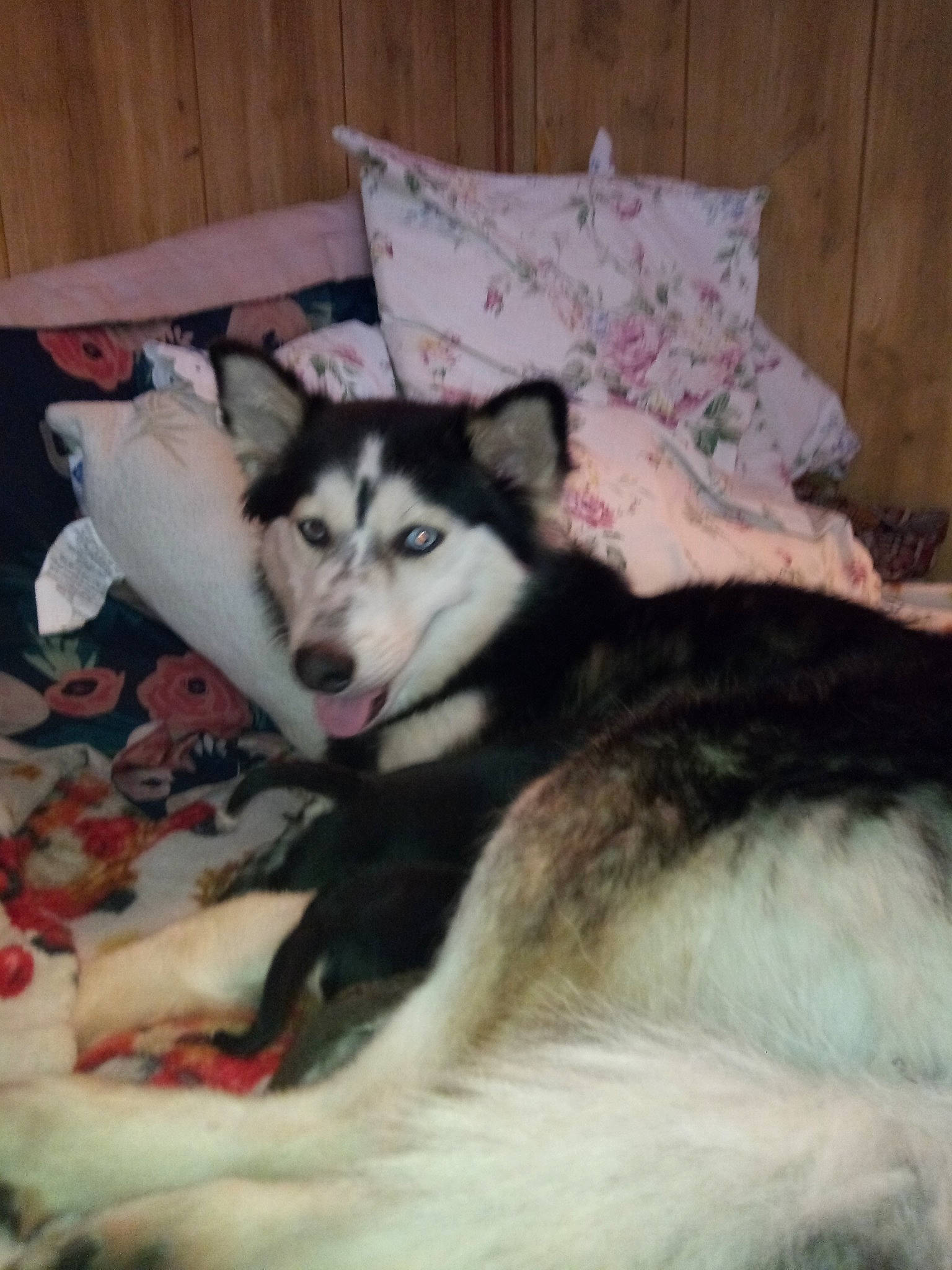 Bella joined the competition — help win amazing prizes! canidae, canis, carnivore, comfort, companion_dog, couch, dog, dog_breed, fur, linens, non_sporting_group, pillow, room, siberian_husky, sled_dog, sporting_group, terrestrial_animal, working_animal, working_dog