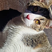 Yseul a rejoint le concours — aidez-le/la à gagner de superbes lots ! cat, close_up, sunlight, wooden_floor, pet, animal, whiskers, fur, eyes, shadow, domestic_cat, tabby, white_fur, brown_fur, pink_nose, indoor, relaxed, curious, portrait, mammal
