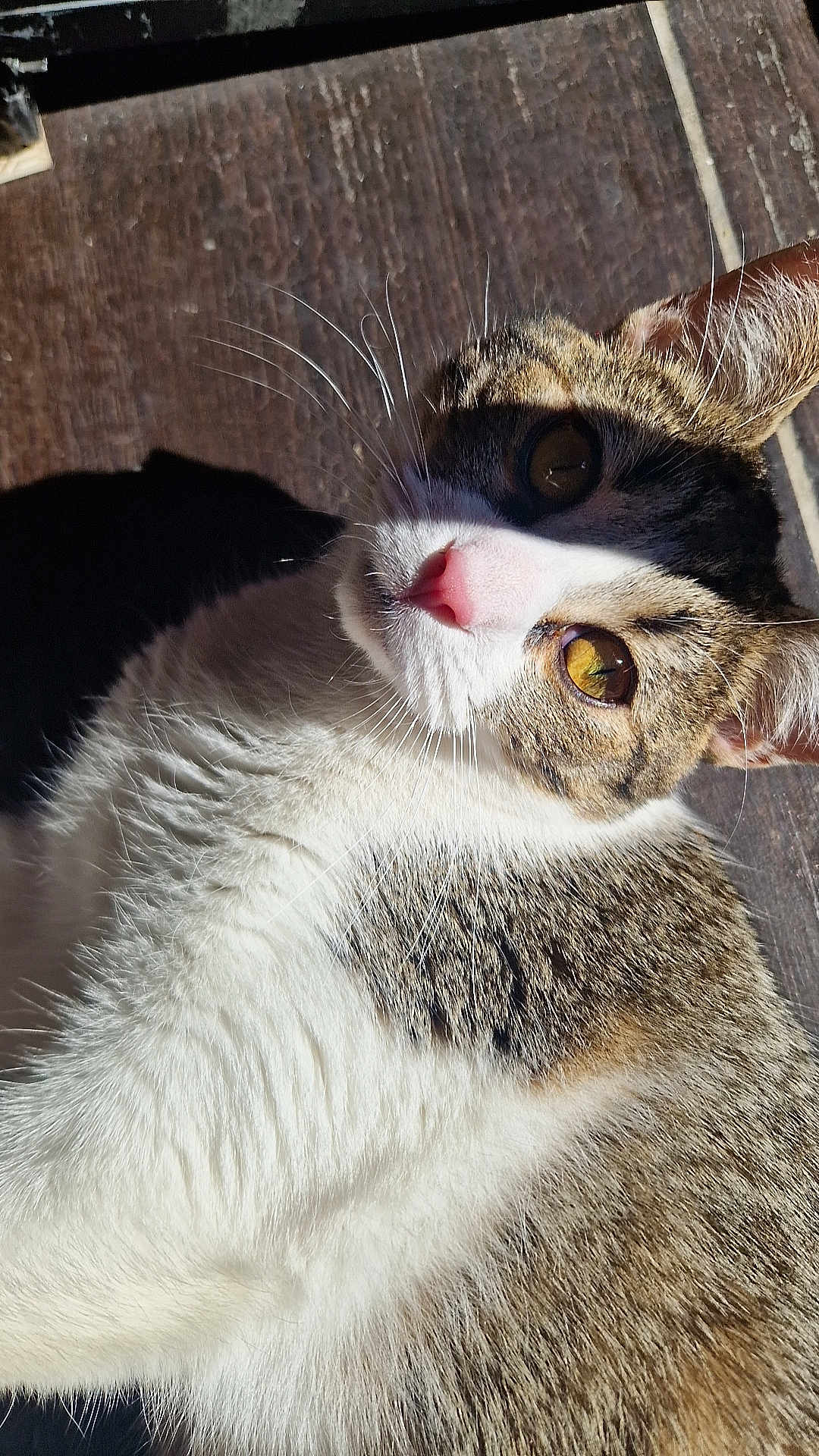Yseul a rejoint le concours — aidez-le/la à gagner de superbes lots ! cat, close_up, sunlight, wooden_floor, pet, animal, whiskers, fur, eyes, shadow, domestic_cat, tabby, white_fur, brown_fur, pink_nose, indoor, relaxed, curious, portrait, mammal