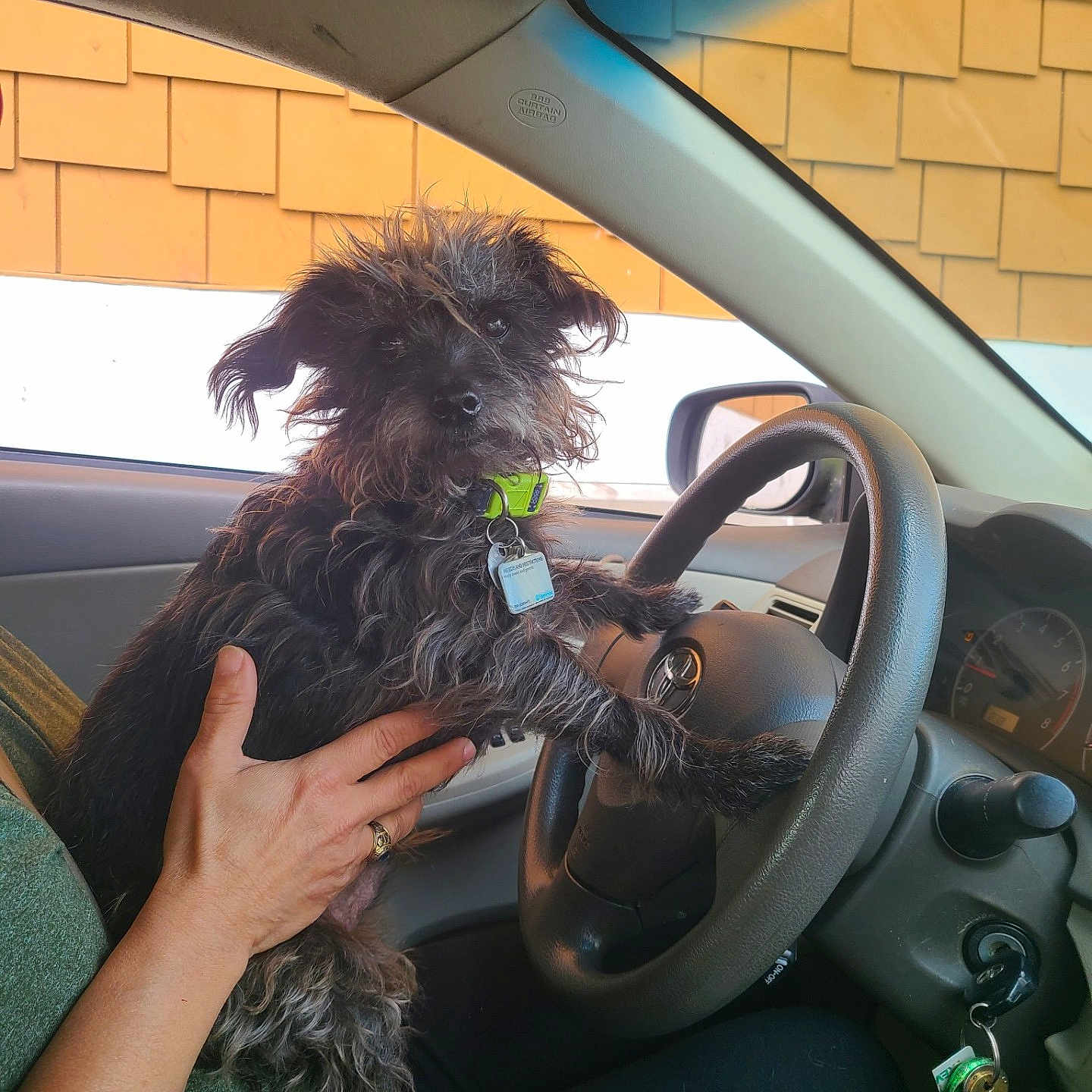 Binx joined the competition — help win amazing prizes! black_dog, car, collar, curious, dashboard, dog, hand, human, indoor, interior, keys, person, pet, scruffy, seat, sitting, steering_wheel, vehicle, window, yellow_wall