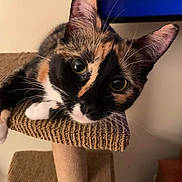 Lily joined the competition — help win amazing prizes! abyssinian, animal, armchair, art, cat, chair, computerhardware, cushion, electronics, furniture, hardware, hardwood, homedecor, indoors, interiordesign, kitten, manx, pet, stainedwood, wood