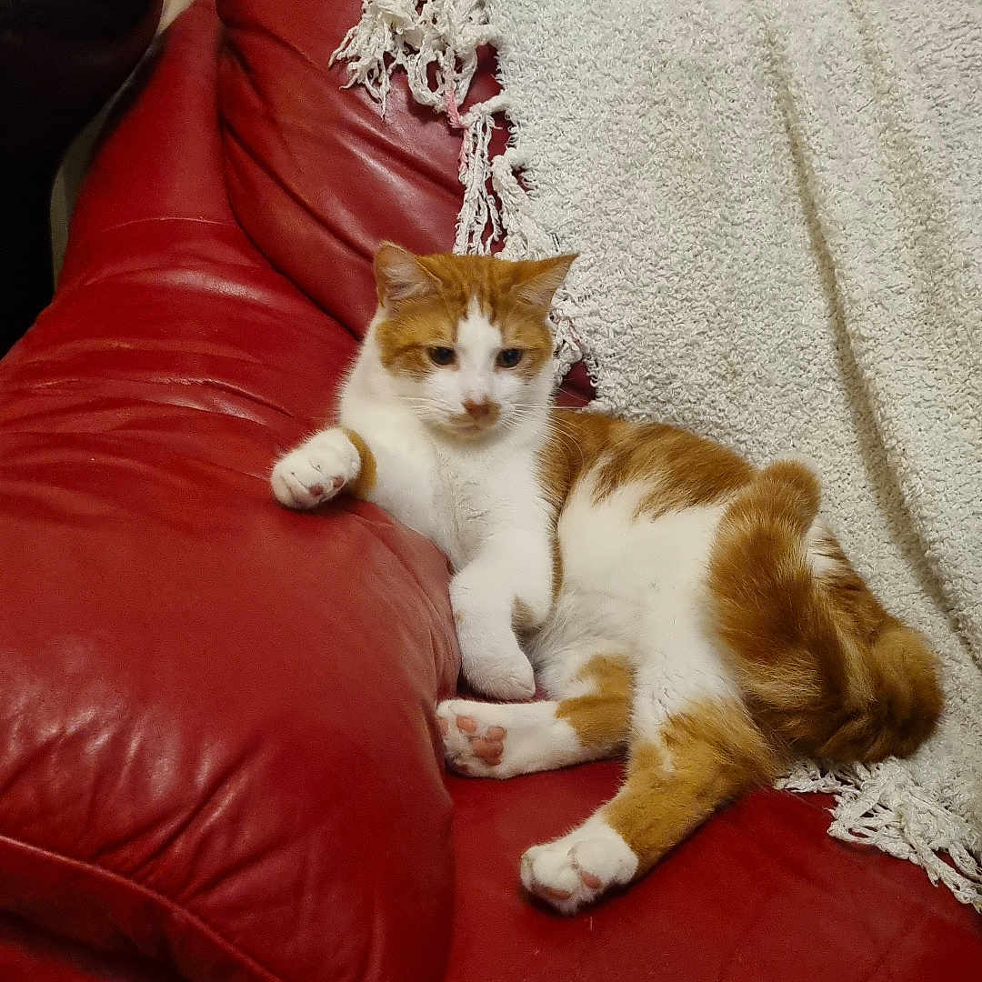 Timo