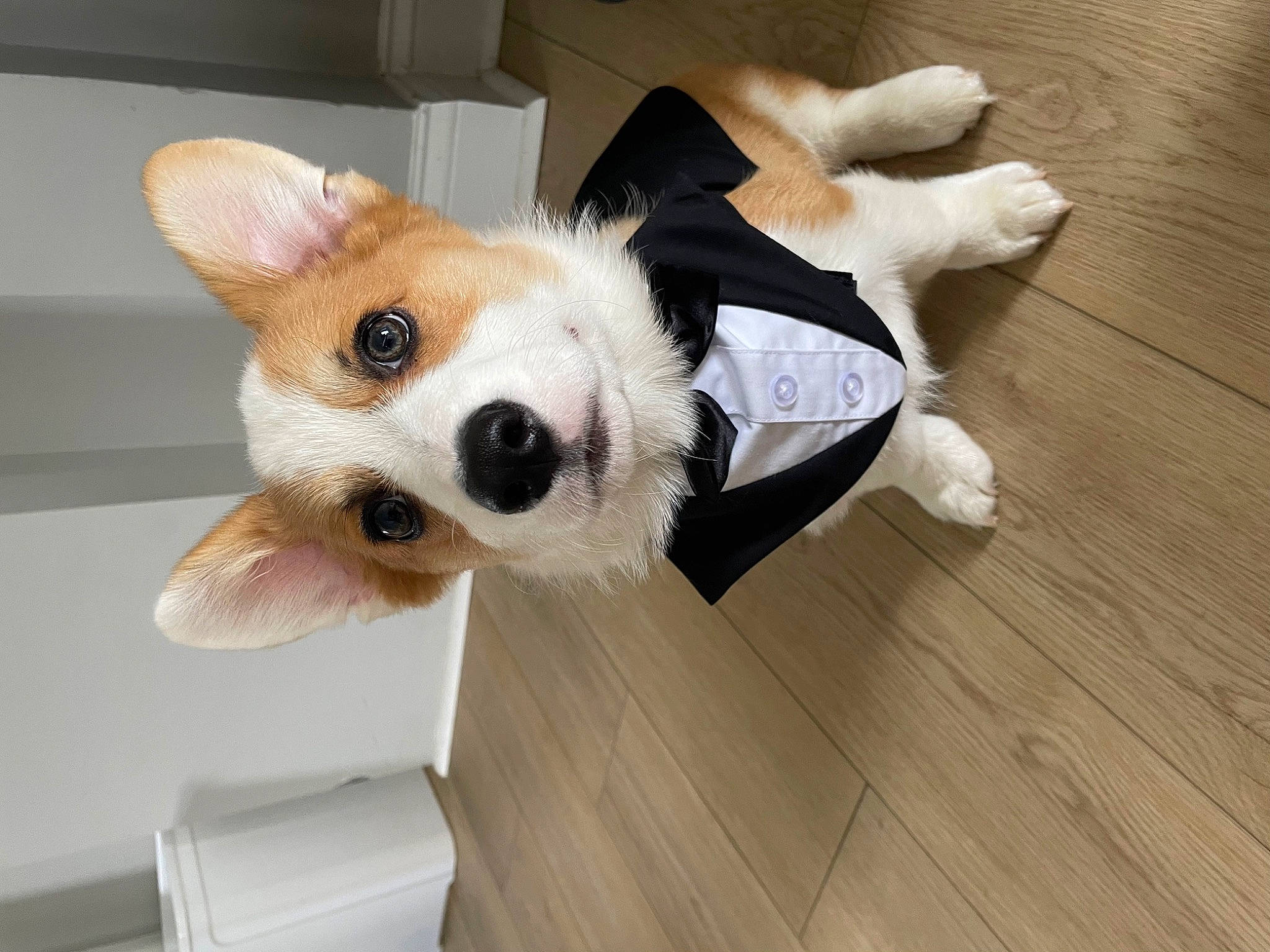 Pancake joined the competition — help win amazing prizes! carnivore, comfort, companion_dog, dog, dog_breed, dog_supply, fawn, flooring, fur, hardwood, plank, plush, snout, stuffed_toy, toy, varnish, whiskers, wood, wood_flooring, working_animal