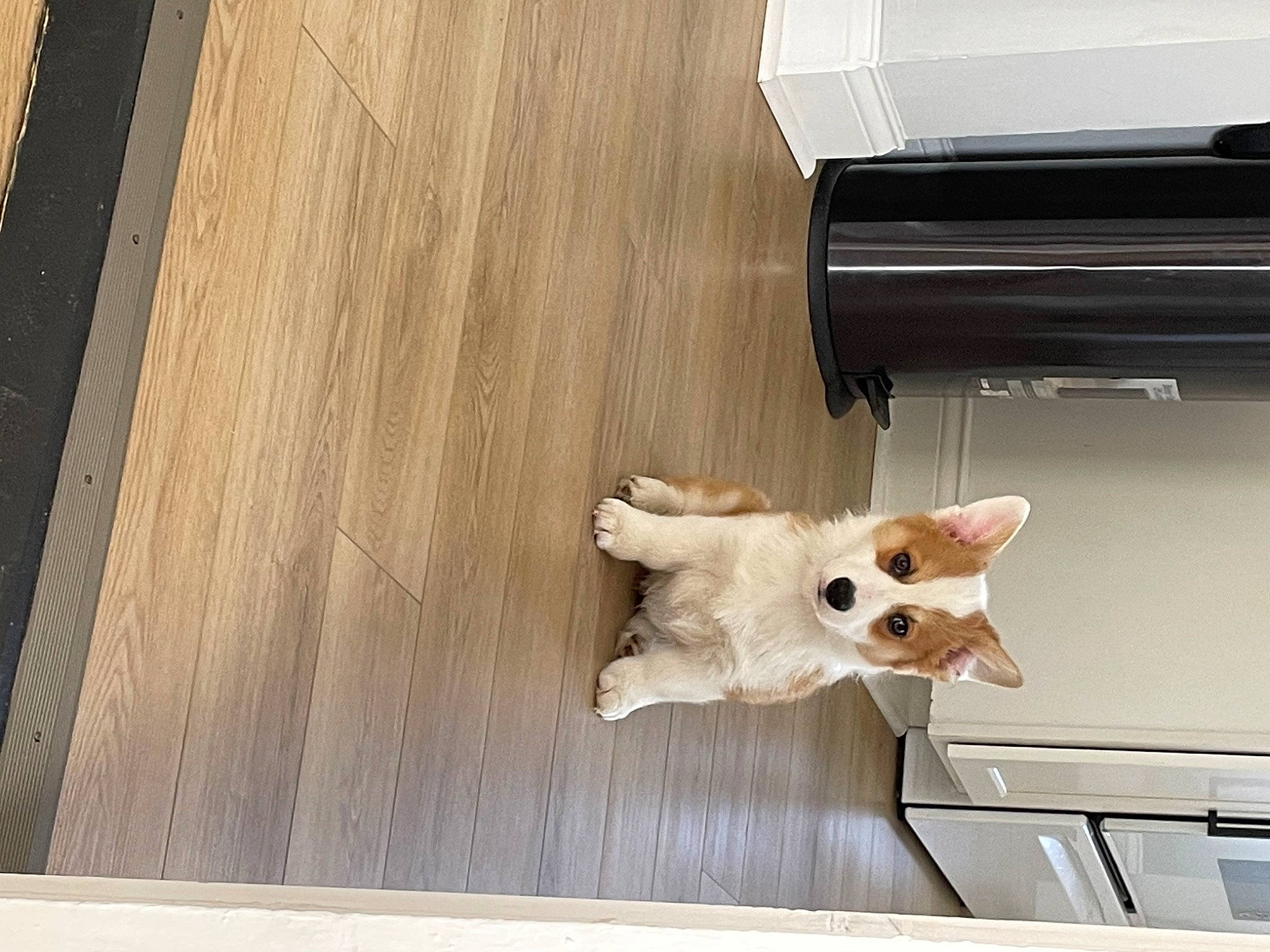 Pancake is registered to the contest to win money with this photo: carnivore, cat, companion_dog, dog_breed, domestic_short_haired_cat, fawn, felidae, floor, flooring, fur, hardwood, paw, plank, plywood, small_to_medium_sized_cats, tail, varnish, whiskers, wood, wood_stain