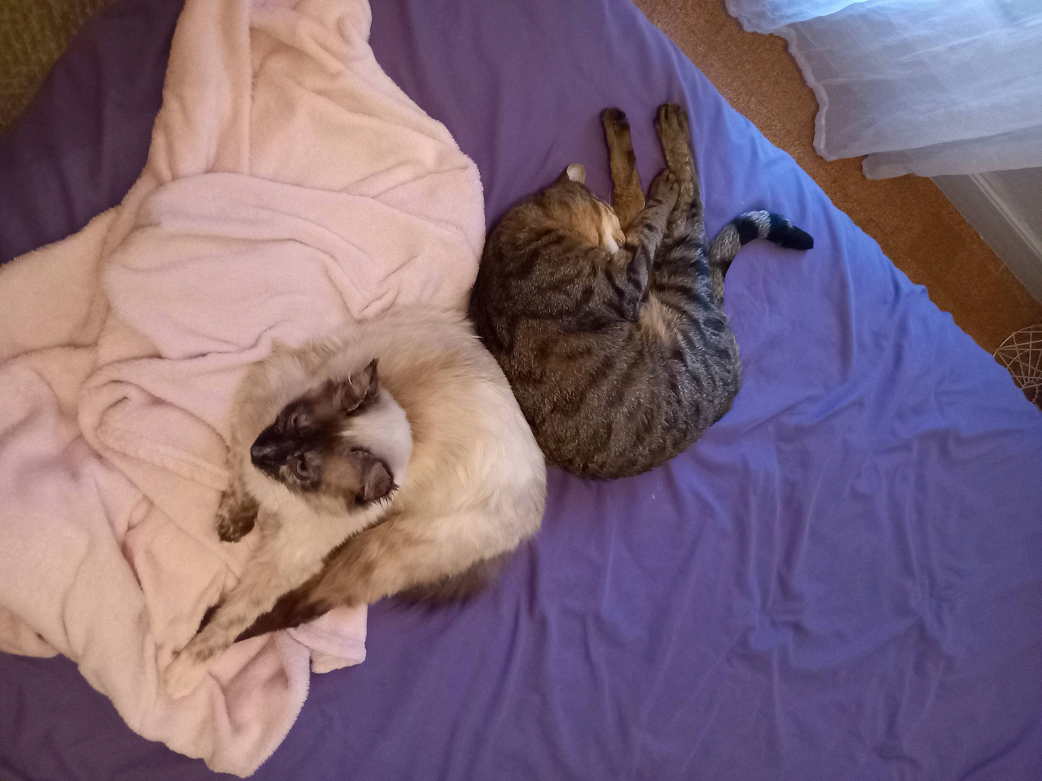 Tagada a rejoint le concours — aidez-le/la à gagner de superbes lots ! bed_sheet, canidae, carnivore, cat, comfort, companion_dog, dog_breed, domestic_short_haired_cat, duvet, fawn, felidae, fur, hardwood, linens, nap, room, small_to_medium_sized_cats, tail, whiskers, wood