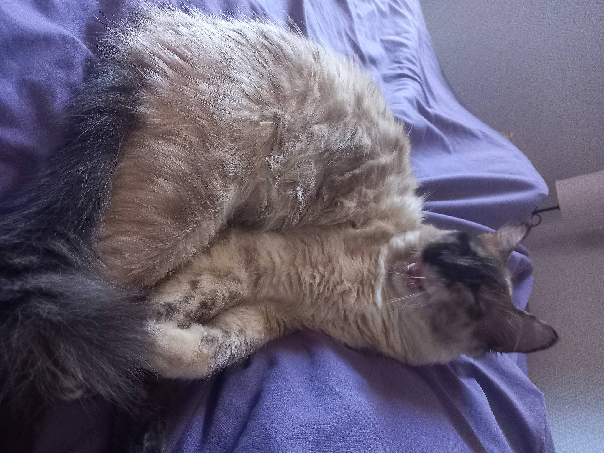 Tagada a rejoint le concours — aidez-le/la à gagner de superbes lots ! british_longhair, canidae, carnivore, cat, claw, comfort, companion_dog, dog_breed, domestic_short_haired_cat, duvet, felidae, fur, grey, nap, paw, puppy, small_to_medium_sized_cats, sporting_group, tail, whiskers