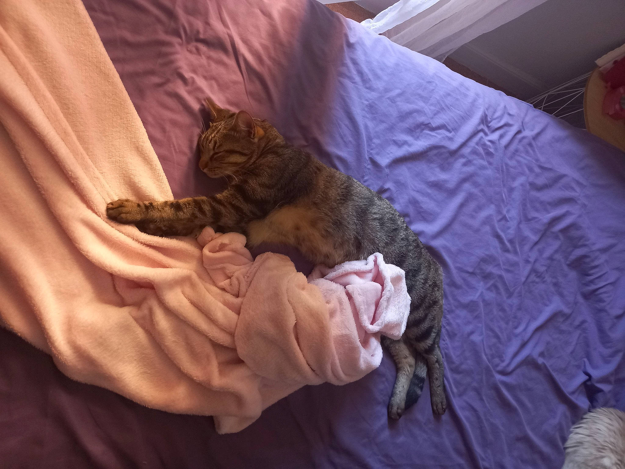 Tarzan a rejoint le concours — aidez-le/la à gagner de superbes lots ! bed, bed_sheet, bedding, bedroom, carnivore, cat, claw, comfort, domestic_short_haired_cat, duvet, felidae, fur, linens, purple, room, sleeve, small_to_medium_sized_cats, tail, terrestrial_animal, whiskers