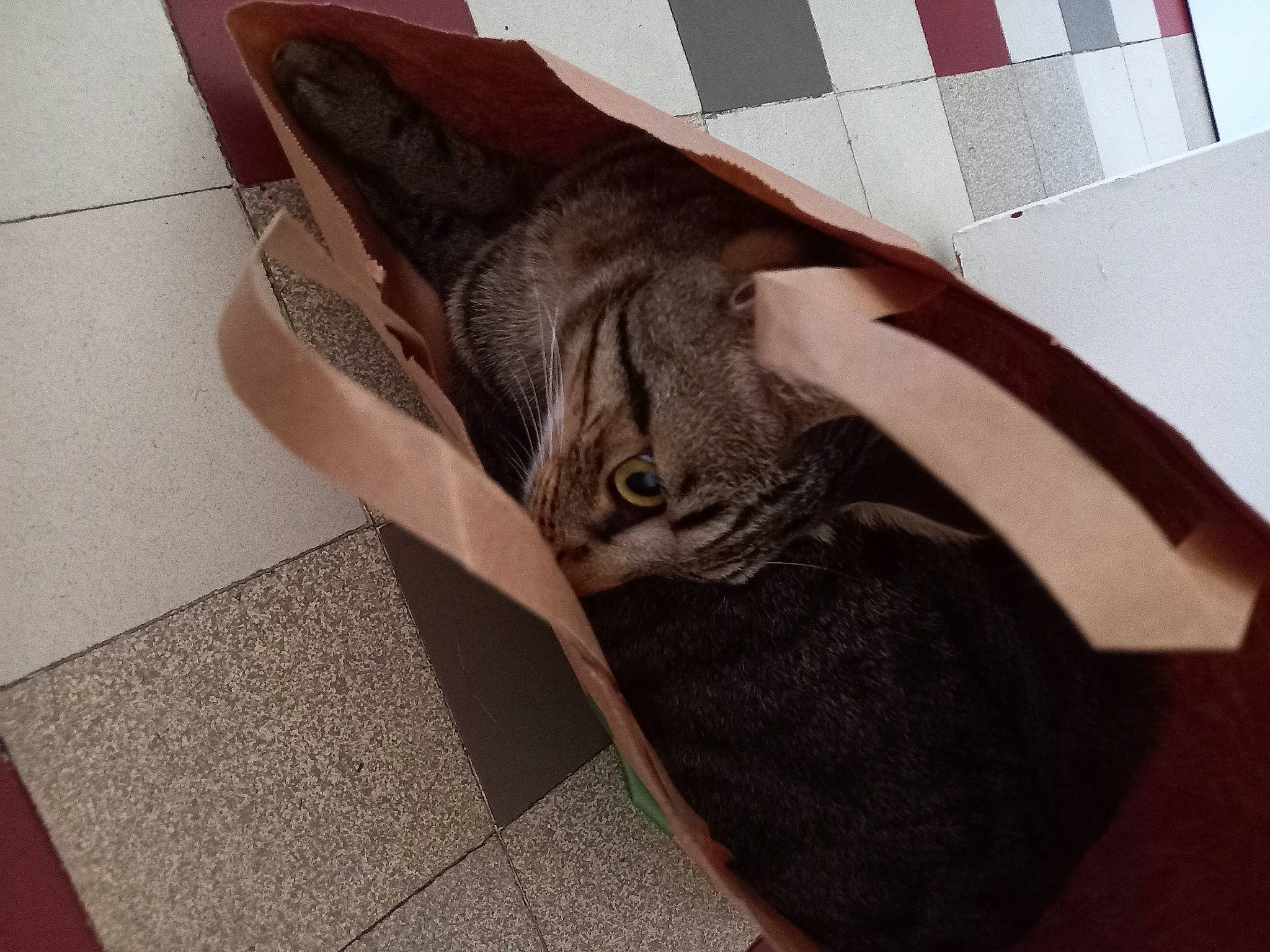 Tarzan participe au concours pour gagner de l'argent avec cette photo : bag, carnivore, cat, comfort, domestic_short_haired_cat, fawn, felidae, floor, flooring, fur, grey, hardwood, human_leg, linens, pattern, small_to_medium_sized_cats, snout, tail, whiskers, wood