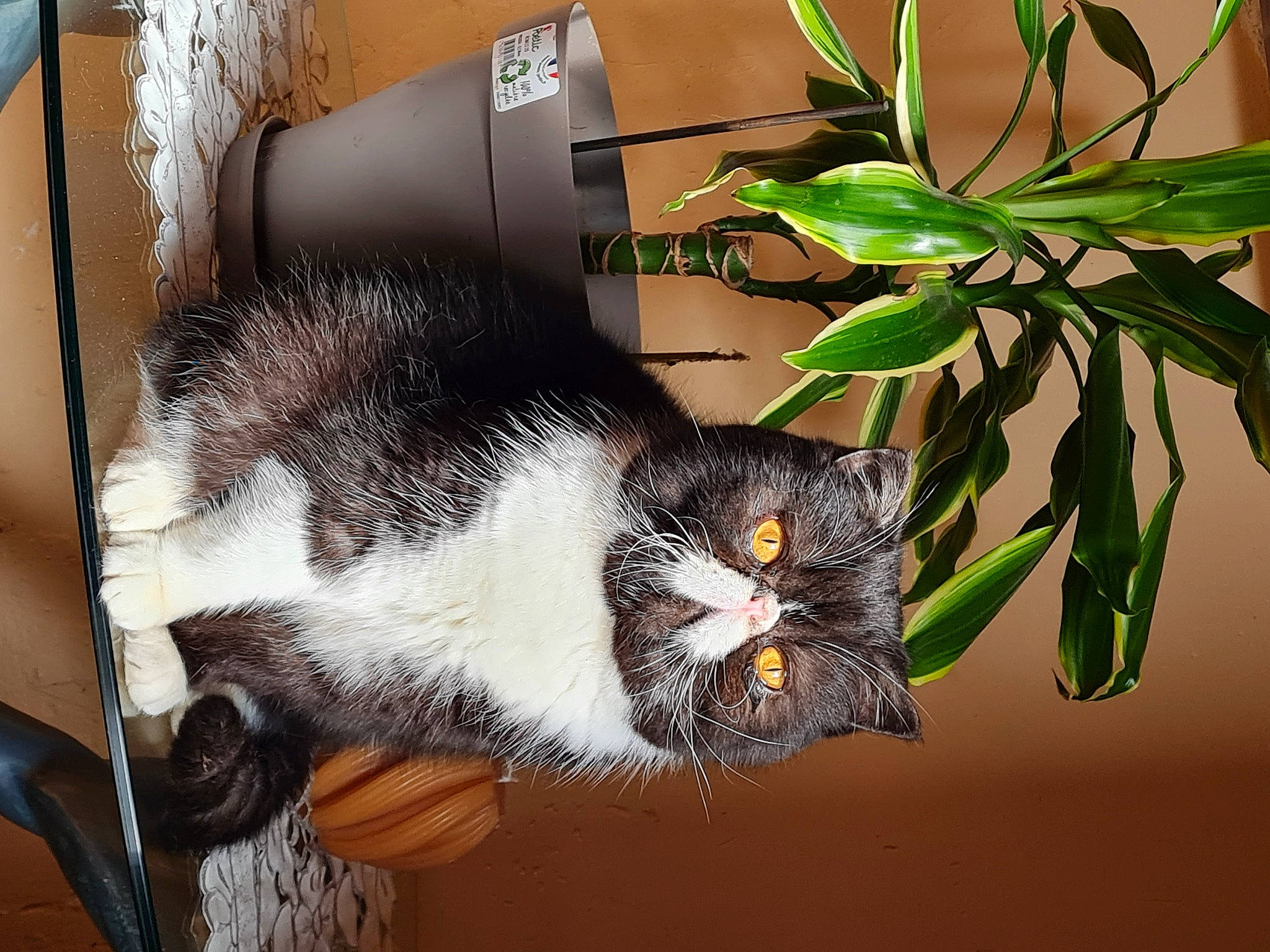 Barnabas participe au concours pour gagner de l'argent avec cette photo : carnivore, cat, domestic_short_haired_cat, felidae, flowerpot, fur, grass, herb, houseplant, plant, room, small_to_medium_sized_cats, tail, terrestrial_plant, twig, whiskers