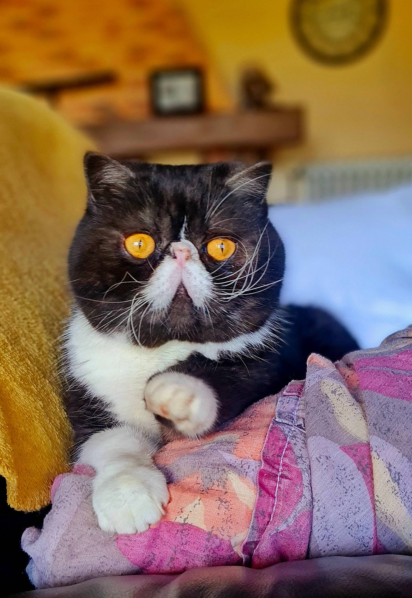 Barnabas participe au concours pour gagner de l'argent avec cette photo : carnivore, cat, comfort, domestic_short_haired_cat, felidae, fur, linens, magenta, pattern, picture_frame, small_to_medium_sized_cats, snout, tail, terrestrial_animal, whiskers