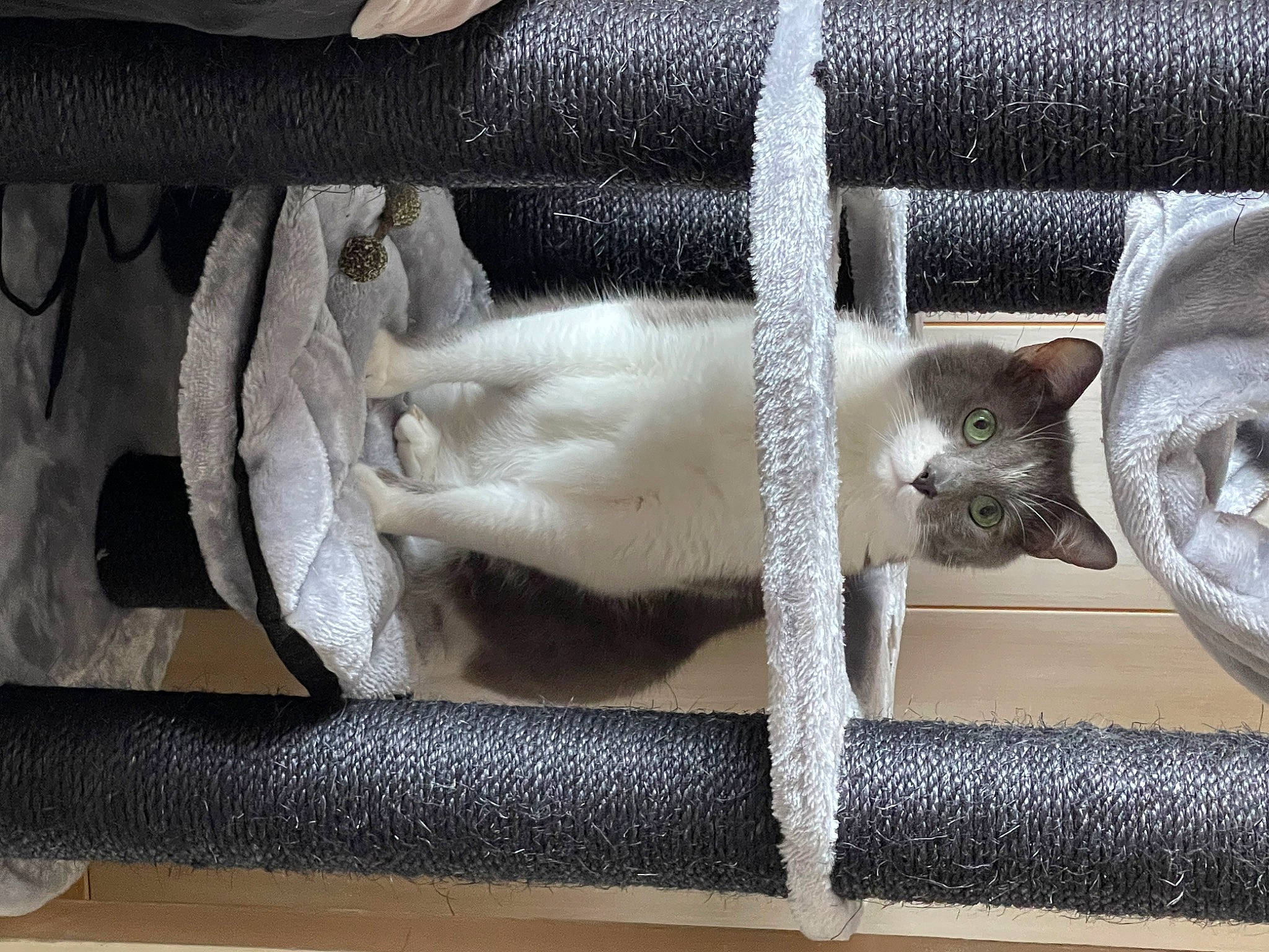 Alvin participe au concours pour gagner de l'argent avec cette photo : auto_part, cat, fawn, felidae, fur, metal, pipe, small_to_medium_sized_cats, snout, steel, tail, titanium