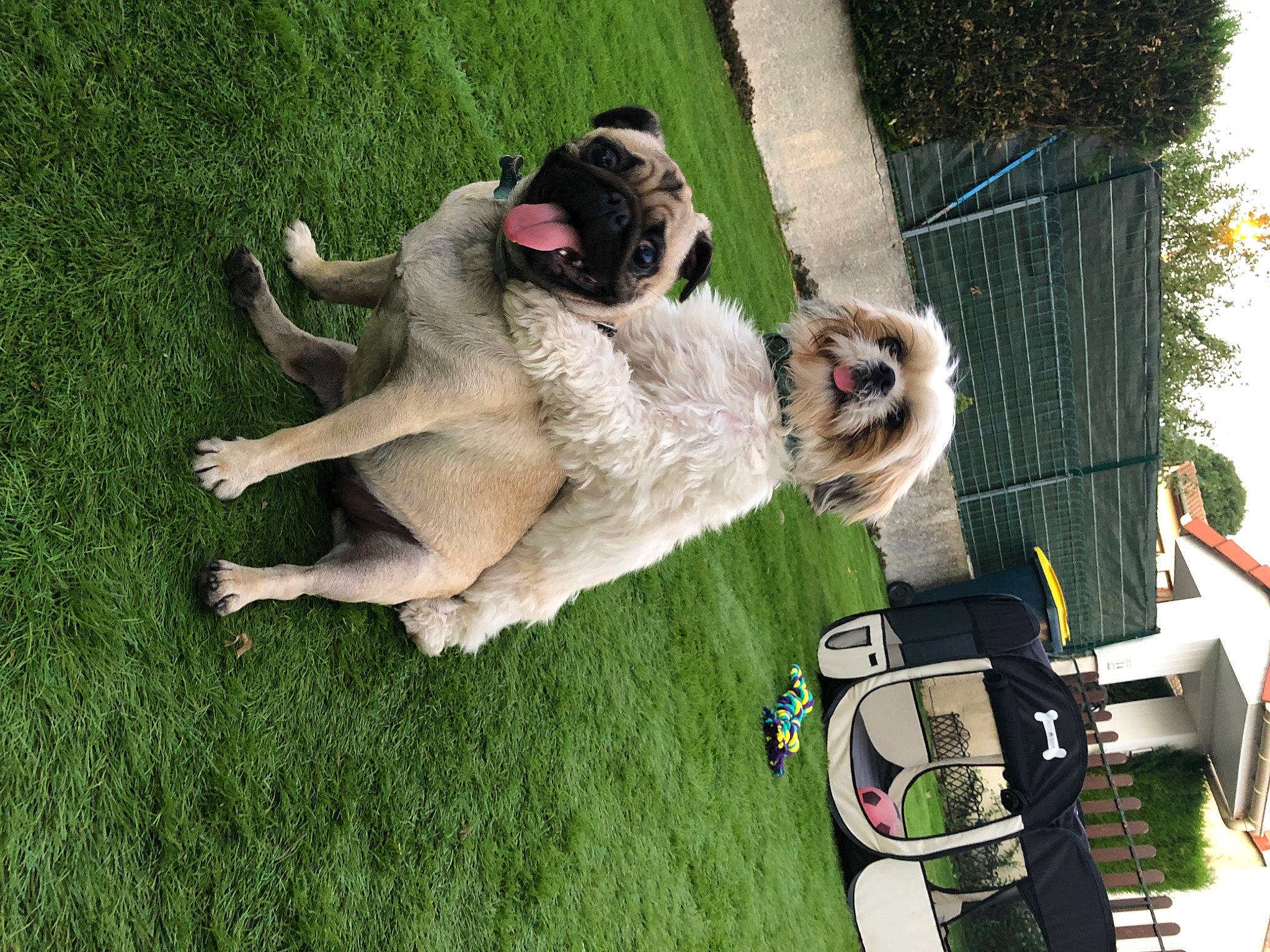 Orphee Et Poppy participe au concours pour gagner de l'argent avec cette photo : canidae, carnivore, collar, companion_dog, dog, dog_breed, dog_collar, dog_supply, fawn, fur, garden_hose, grass, lawn, leash, plant, schnauzer, sporting_group, standard_schnauzer, tail, vehicle