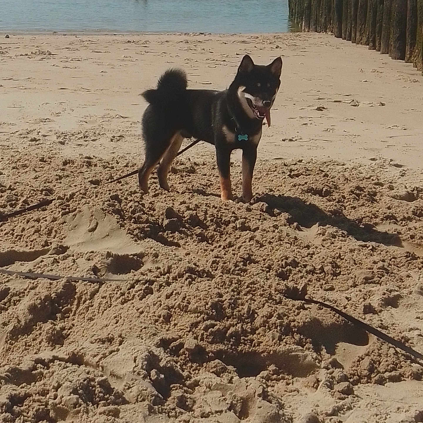 Spyke a rejoint le concours — aidez-le/la à gagner de superbes lots ! accessories, animal, beach, canine, coast, dog, husky, nature, outdoors, person, pet, puppy, rock, sand, sea, shoreline, soil, strap, summer, water