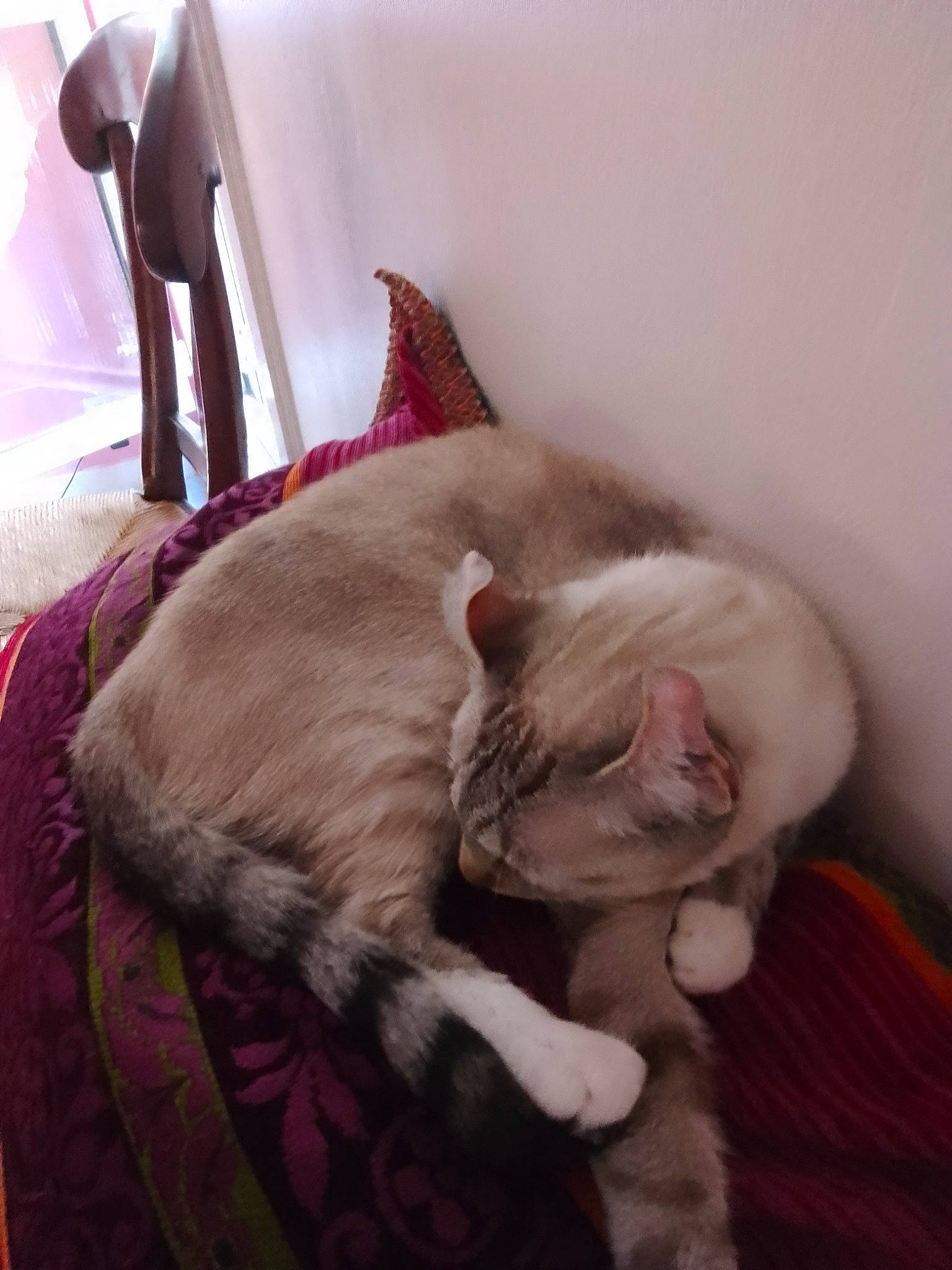 Felicia a rejoint le concours — aidez-le/la à gagner de superbes lots ! canidae, carnivore, cat, cat_supply, comfort, domestic_short_haired_cat, ear, eye, fawn, felidae, fur, head, jaw, linens, nap, pink, small_to_medium_sized_cats, snout, tail, whiskers