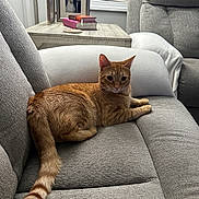 Simba joined the competition — help win amazing prizes! cat, ginger_cat, tabby_cat, tabby, sofa, couch, living_room, indoor, tail, pillow, framed_photo, books, wooden_table, blinds, window, upholstery, pet, domestic_animal, relaxed, cozy