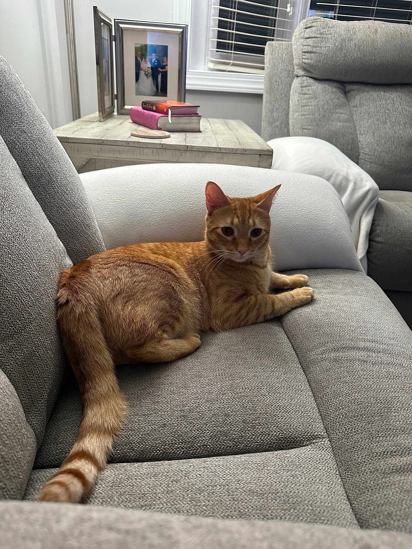 Simba joined the competition — help win amazing prizes! cat, ginger_cat, tabby_cat, tabby, sofa, couch, living_room, indoor, tail, pillow, framed_photo, books, wooden_table, blinds, window, upholstery, pet, domestic_animal, relaxed, cozy