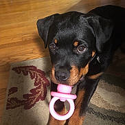 Beatrice joined the competition — help win amazing prizes! rottweiler, puppy, dog, playful, indoor, carpet, pacifier, toy, pet, cute, black, brown, animal, young, fur, floor, domestic, resting, closeup, mammal