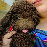 dog, puppy, curly_fur, brown_fur, fluffy, tongue_out, close_up, portrait, cuddling, person, face, eye, nose, indoors, kitchen, colorful_clothing, striped_sleeve, pet, cute, happy