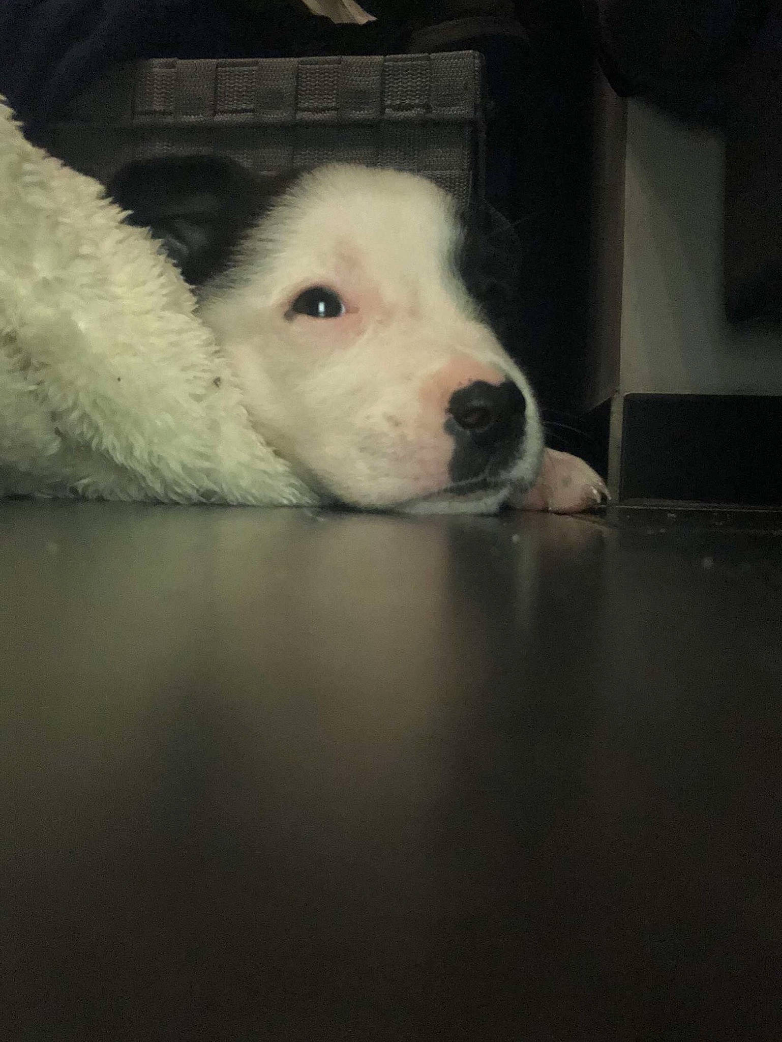 Leïka participe au concours pour gagner de l'argent avec cette photo : animal_shelter, canidae, carnivore, companion_dog, darkness, dog, dog_breed, eye, fawn, flooring, fur, jaw, non_sporting_group, pet_supply, puppy, sporting_group, street_dog, terrestrial_animal, whiskers, working_animal