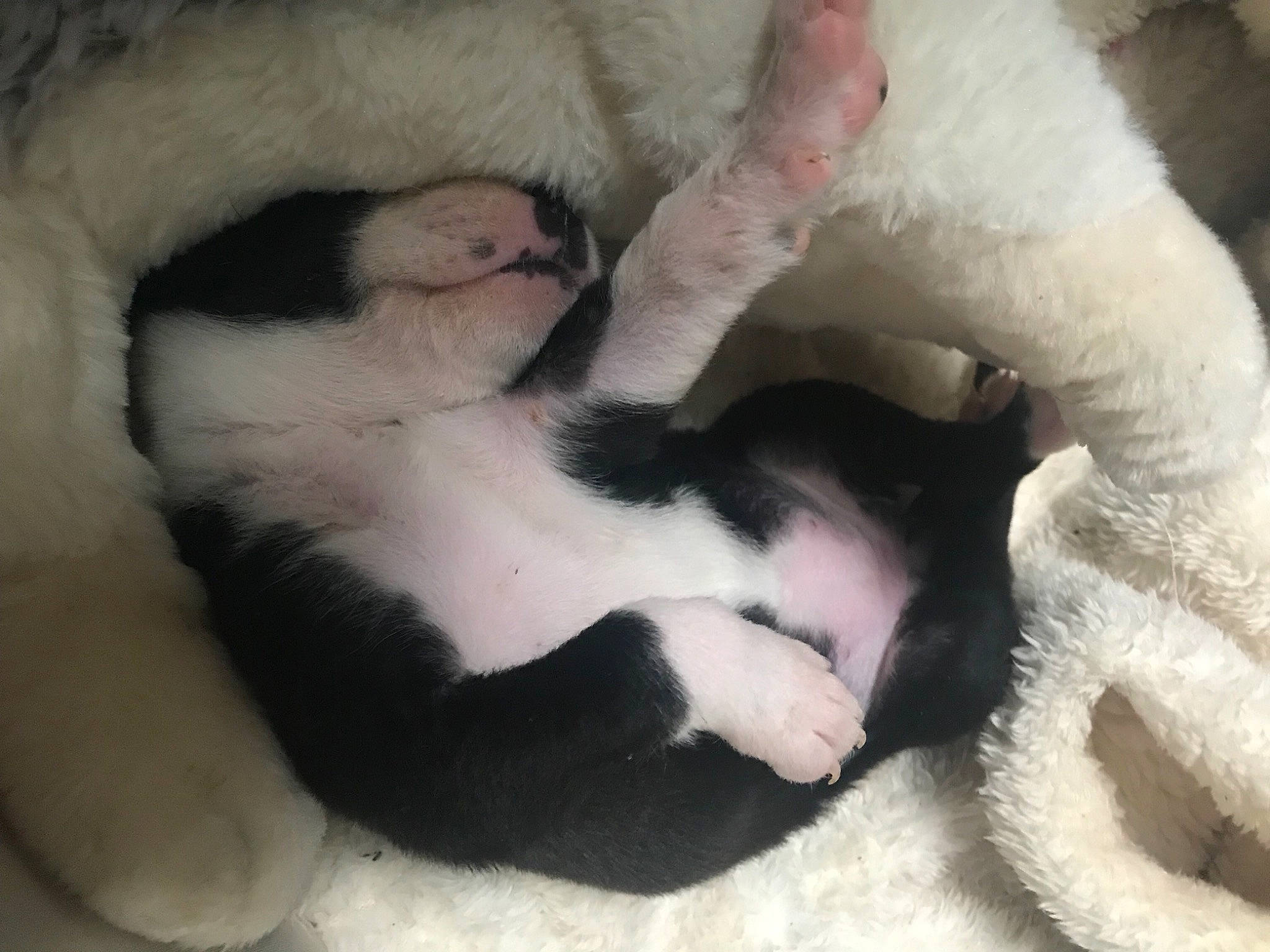 Leïka a rejoint le concours — aidez-le/la à gagner de superbes lots ! canidae, carnivore, cat, claw, comfort, companion_dog, dog_breed, fawn, felidae, fur, mammal, nap, paw, sleep, small_to_medium_sized_cats, snout, sporting_group, tail, vertebrate, whiskers