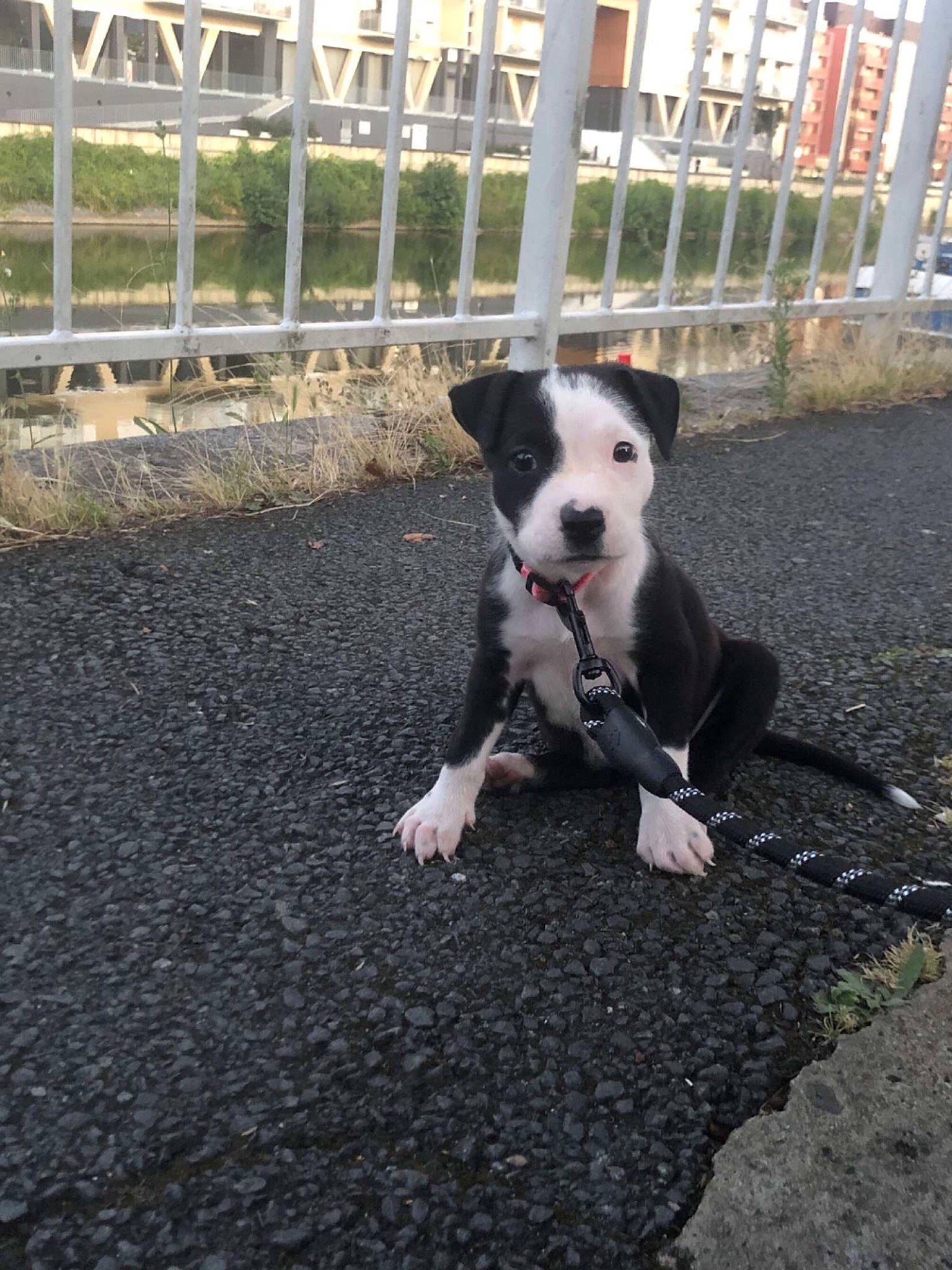 Leïka participe au concours pour gagner de l'argent avec cette photo : asphalt, canidae, carnivore, collar, companion_dog, dog, dog_breed, fence, grass, mcnab, plant, road_surface, shadow, snout, soil, sporting_group, tail, whiskers, working_animal, working_dog