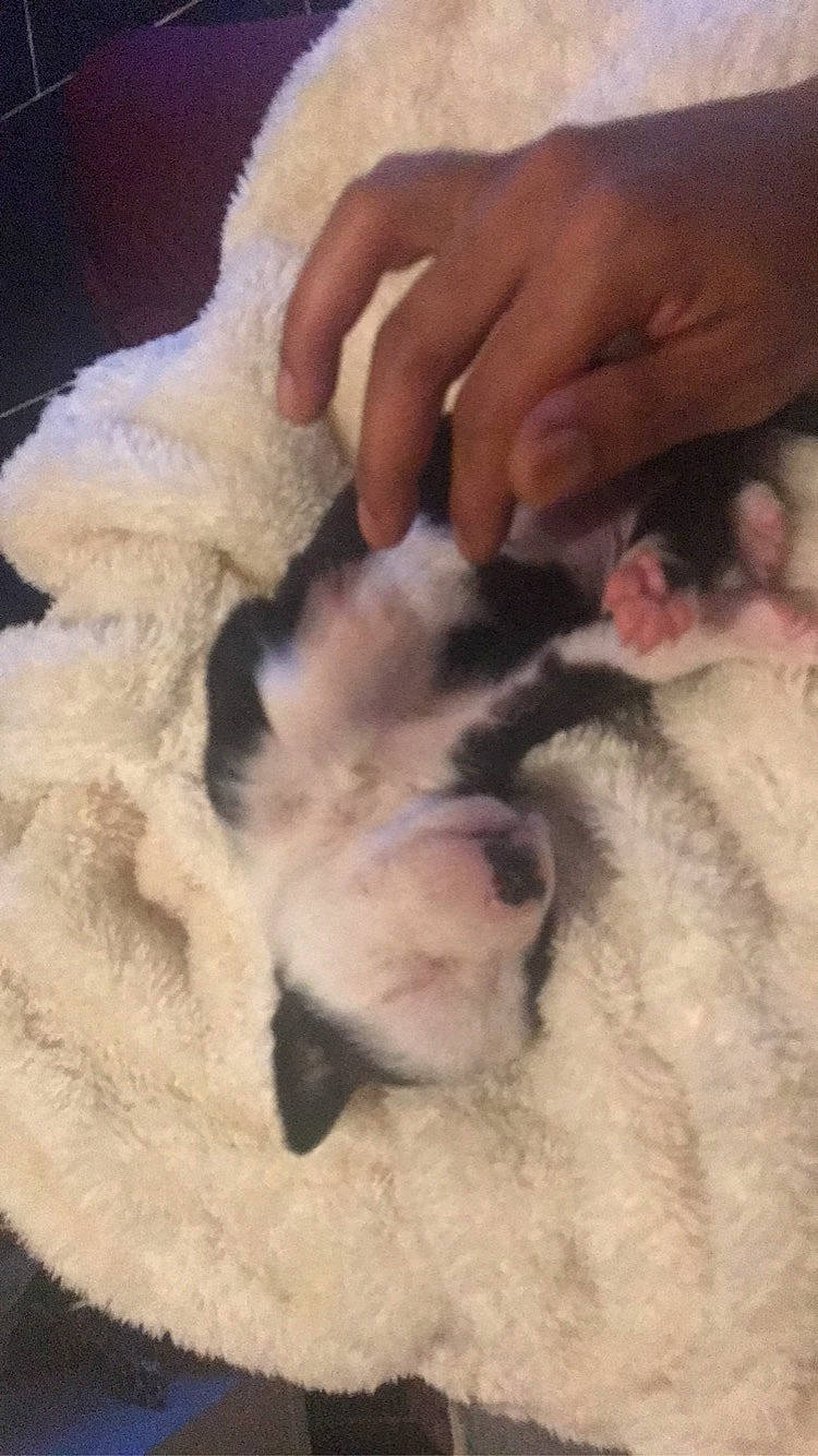 Leïka participe au concours pour gagner de l'argent avec cette photo : canidae, carnivore, cat, claw, comfort, companion_dog, dog_breed, fawn, felidae, fur, gesture, nail, nap, paw, sleep, small_to_medium_sized_cats, snout, sporting_group, tail, whiskers