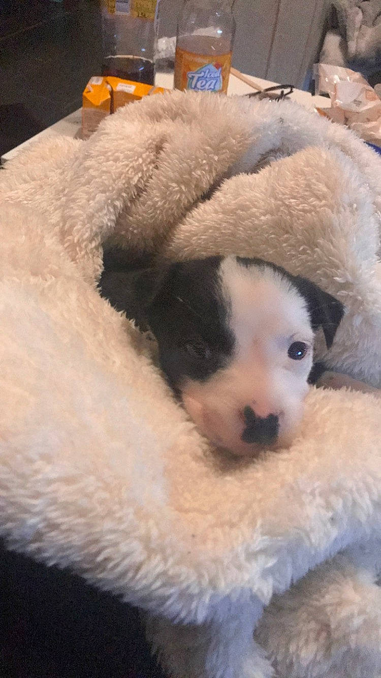 Leïka a rejoint le concours — aidez-le/la à gagner de superbes lots ! canidae, cap, carnivore, comfort, companion_dog, dog_breed, fawn, felidae, fur, panda, plush, small_to_medium_sized_cats, snout, sporting_group, stuffed_toy, terrestrial_animal, toy, whiskers, wildlife, wool