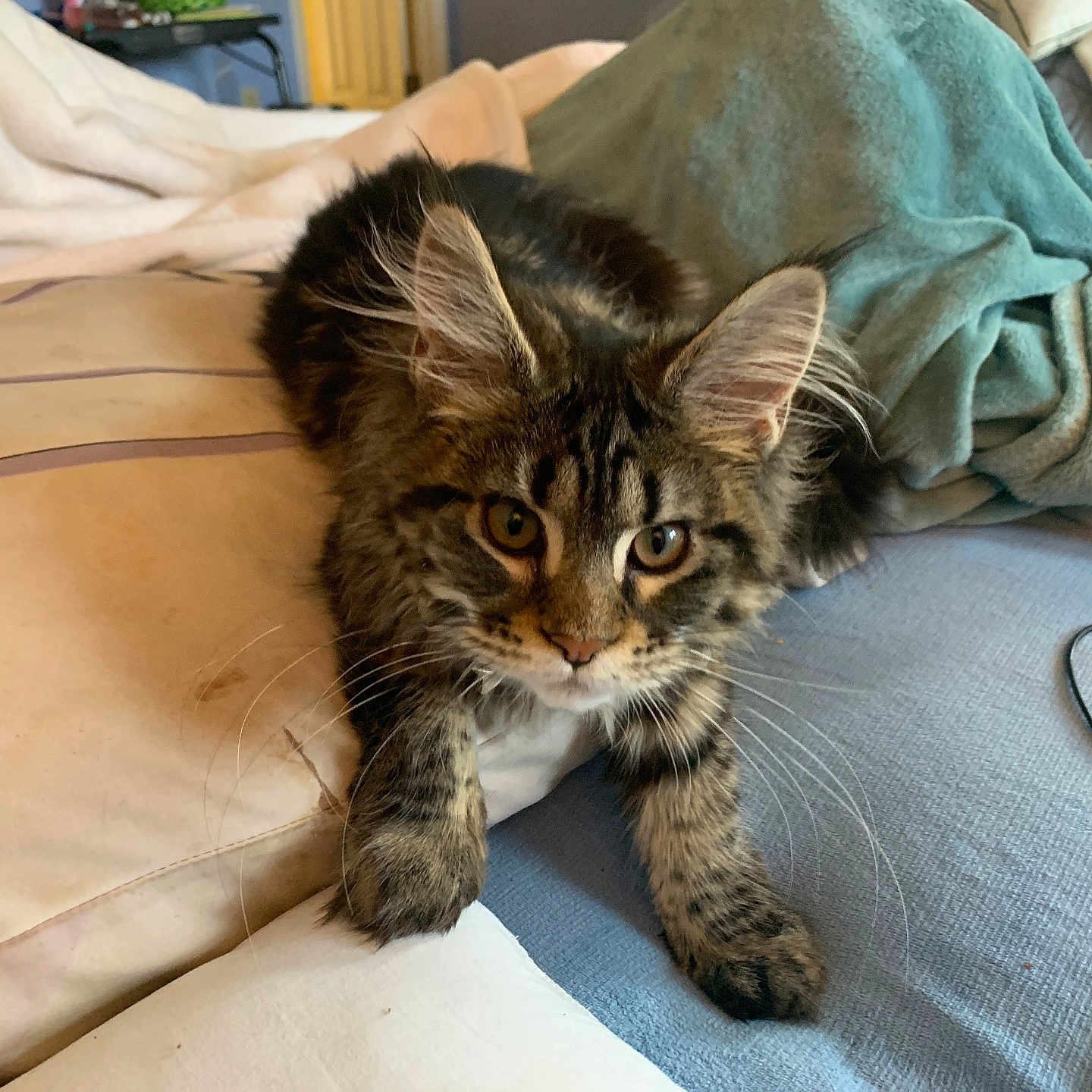 Venka joined the competition — help win amazing prizes! cat, kitten, tabby, pet, animal, indoor, bed, blanket, pillow, furniture, whiskers, fur, cute, young, resting, eyes, claw, cable, cord, domestic