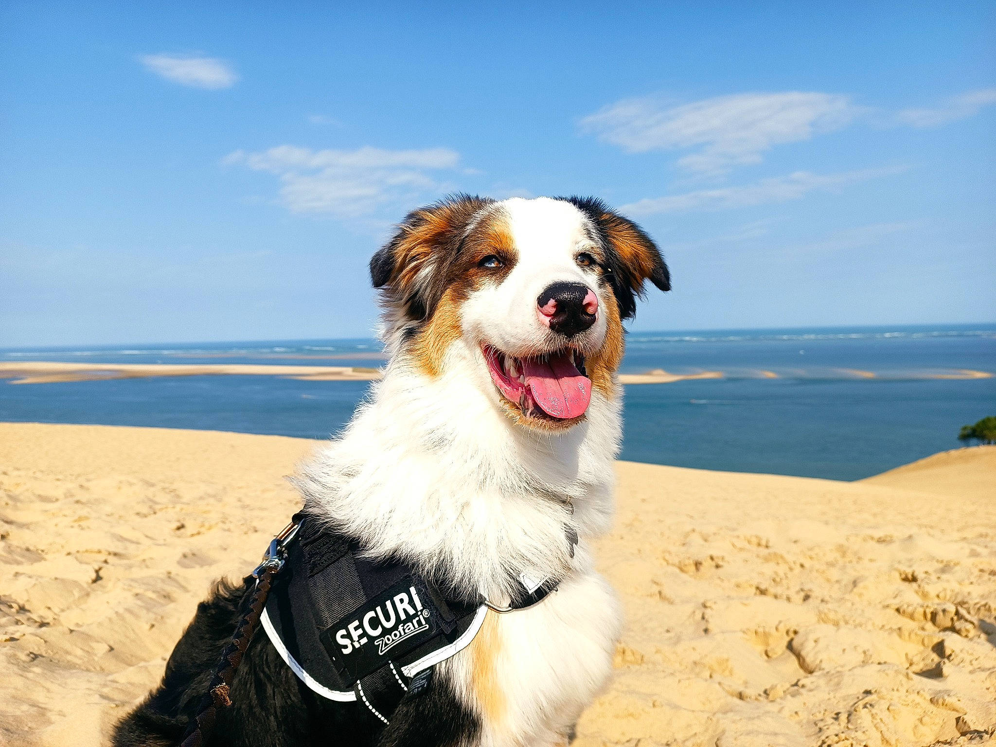 Sniper participe au concours pour gagner de l'argent avec cette photo : ball, beach, carnivore, cloud, collar, companion_dog, dog, dog_breed, dog_collar, fun, happy, horizon, landscape, plant, recreation, shore, sky, smile, sporting_group, water