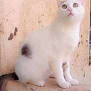 Sue Mamushka is registered to the contest to win money with this photo: cat, white_cat, animal, pet, sitting, curious, feline, whiskers, tail, ears, outdoor, wall, beige, spot, fur, looking_up, alert, paws, closeup, domestic_cat