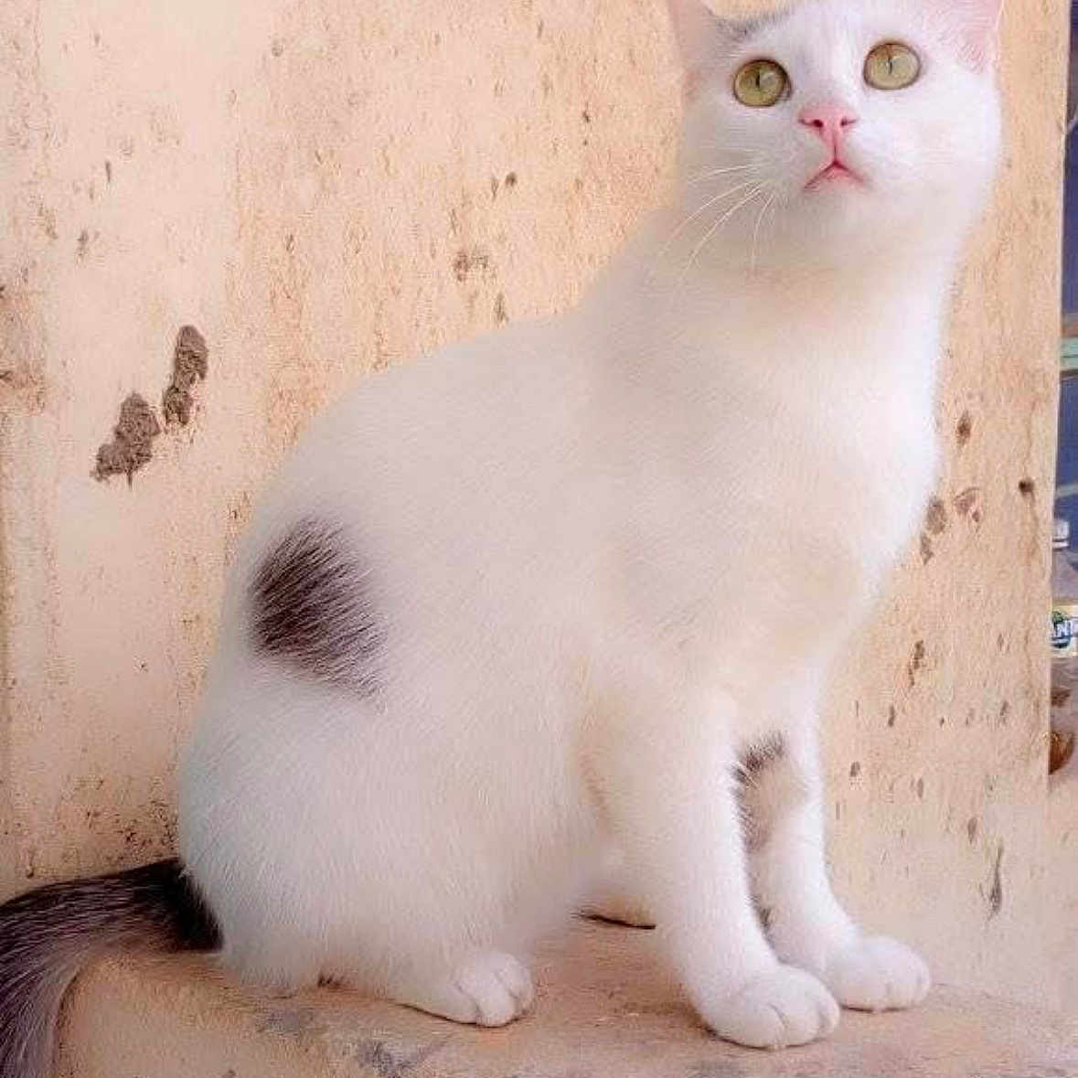 Sue Mamushka is registered to the contest to win money with this photo: alert, animal, beige, cat, closeup, curious, domestic_cat, ears, feline, fur, looking_up, outdoor, paws, pet, sitting, spot, tail, wall, whiskers, white_cat