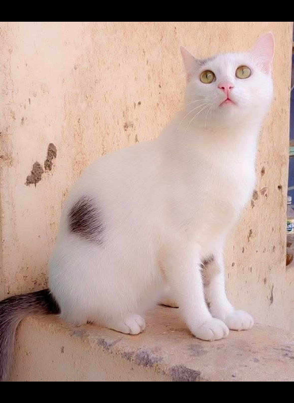 Sue Mamushka is registered to the contest to win money with this photo: cat, white_cat, animal, pet, sitting, curious, feline, whiskers, tail, ears, outdoor, wall, beige, spot, fur, looking_up, alert, paws, closeup, domestic_cat