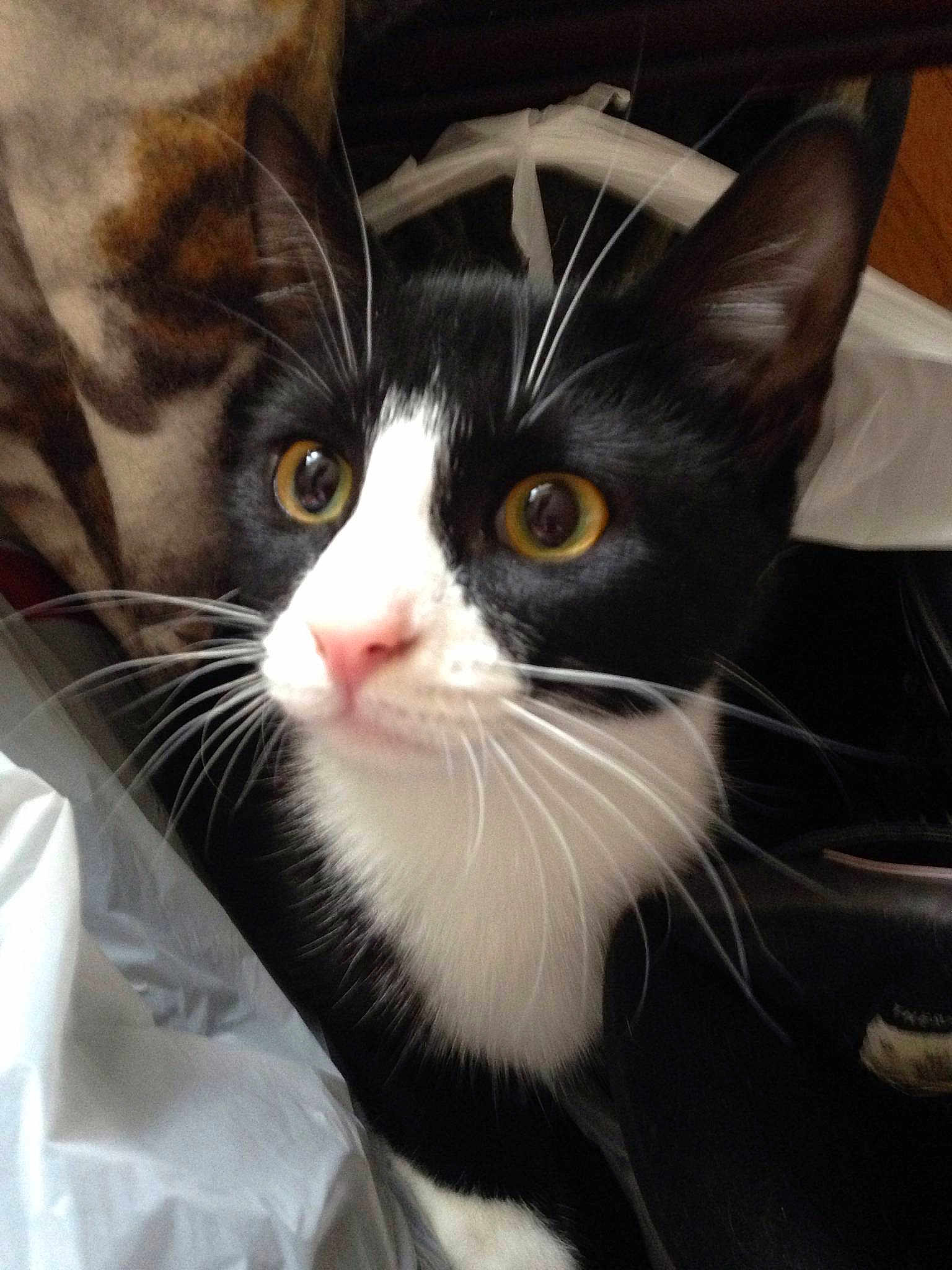 Emma-midnight joined the competition — help win amazing prizes!