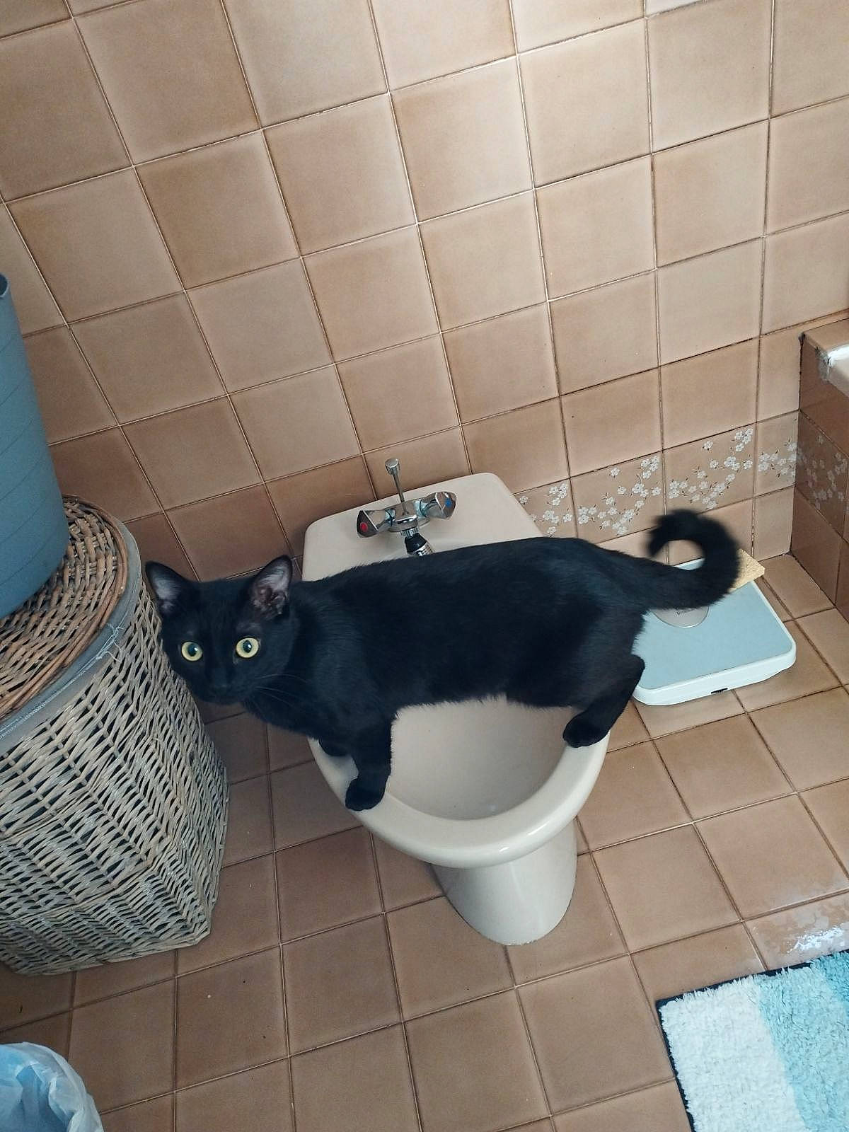 Flappy participe au concours pour gagner de l'argent avec cette photo : bathroom, bathroom_accessory, carnivore, cat, comfort, felidae, floor, flooring, household_supply, interior_design, line, paper_product, plumbing, plumbing_fixture, small_to_medium_sized_cats, tail, tile, toilet, whiskers, wood