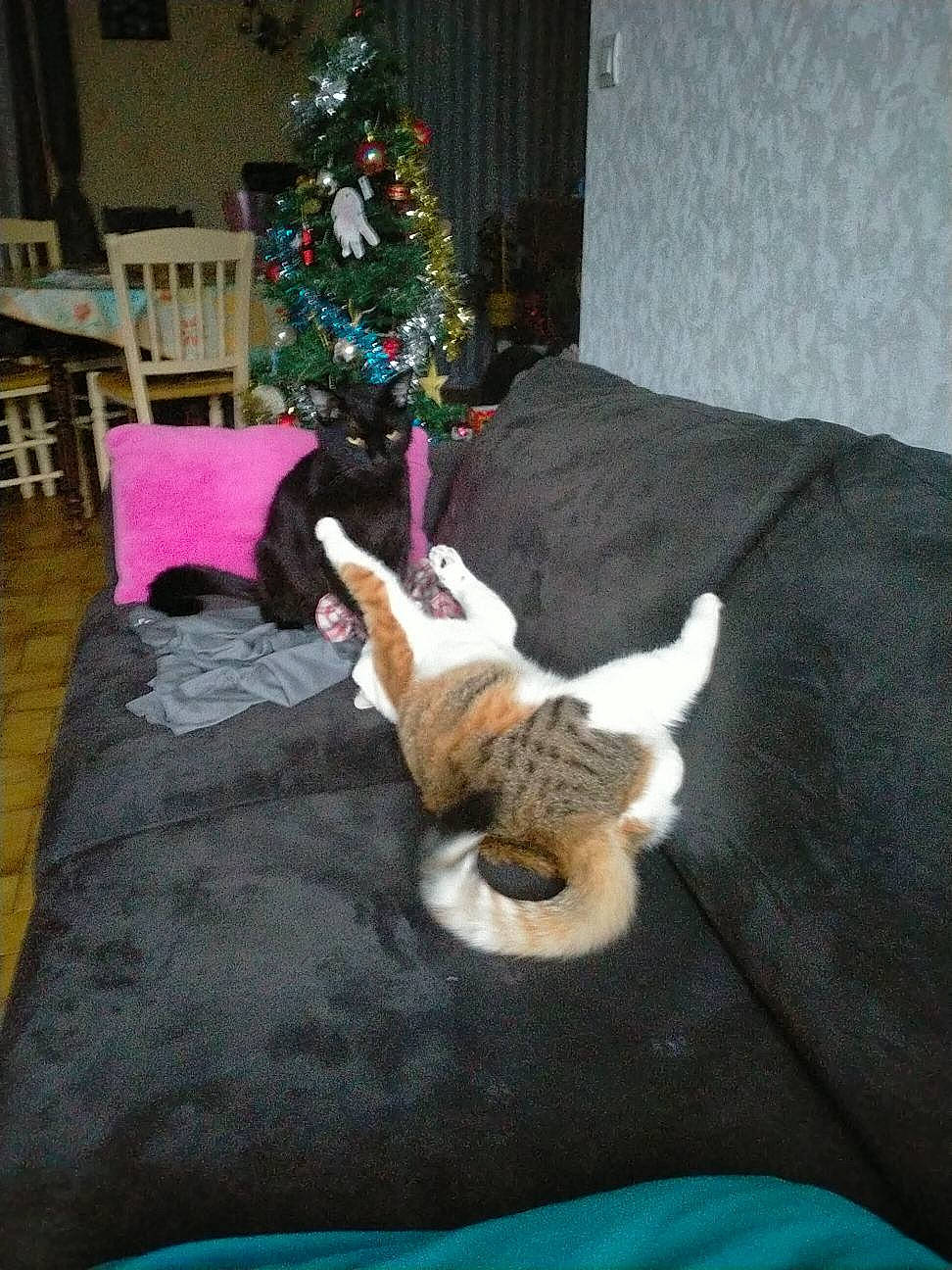 Flappy participe au concours pour gagner de l'argent avec cette photo : carnivore, cat, chair, christmas_ornament, christmas_tree, comfort, companion_dog, couch, fawn, felidae, furniture, lap, living_room, small_to_medium_sized_cats, table, tail, toy, tree, whiskers, wood